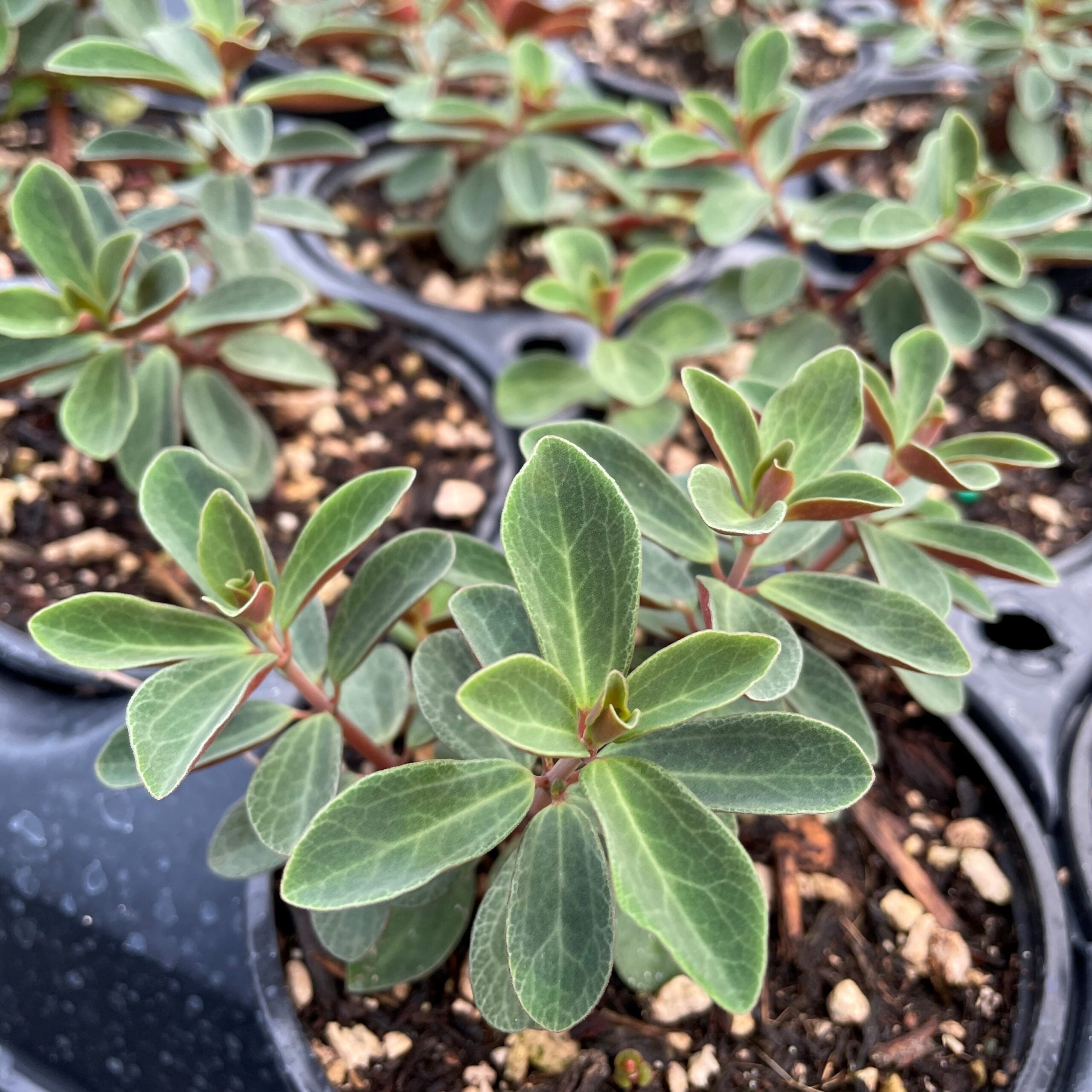 Peperomia verticillata - Red Log Plant (4.5" Pot) - Image 3
