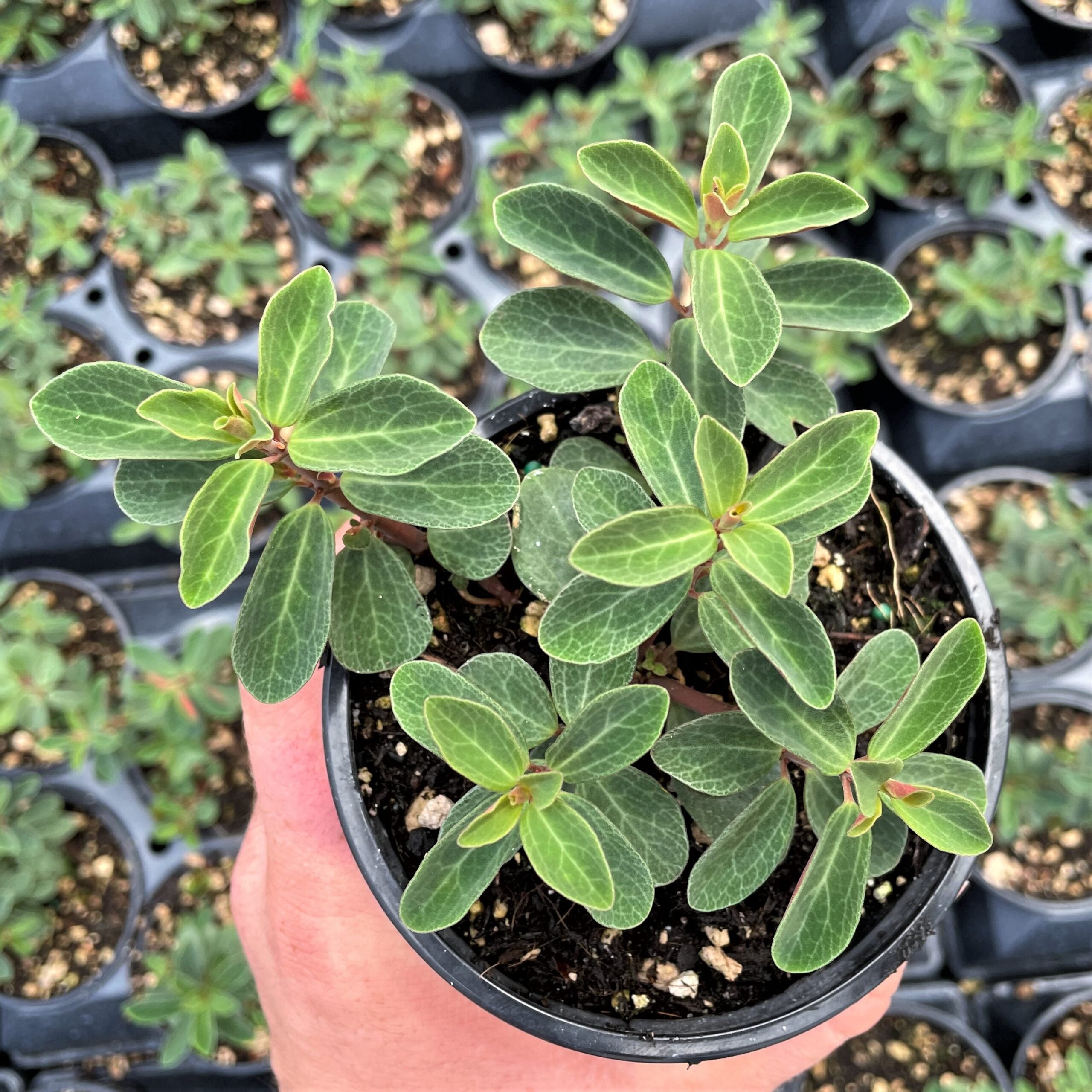 Peperomia verticillata - Red Log Plant (4.5" Pot) - Image 2