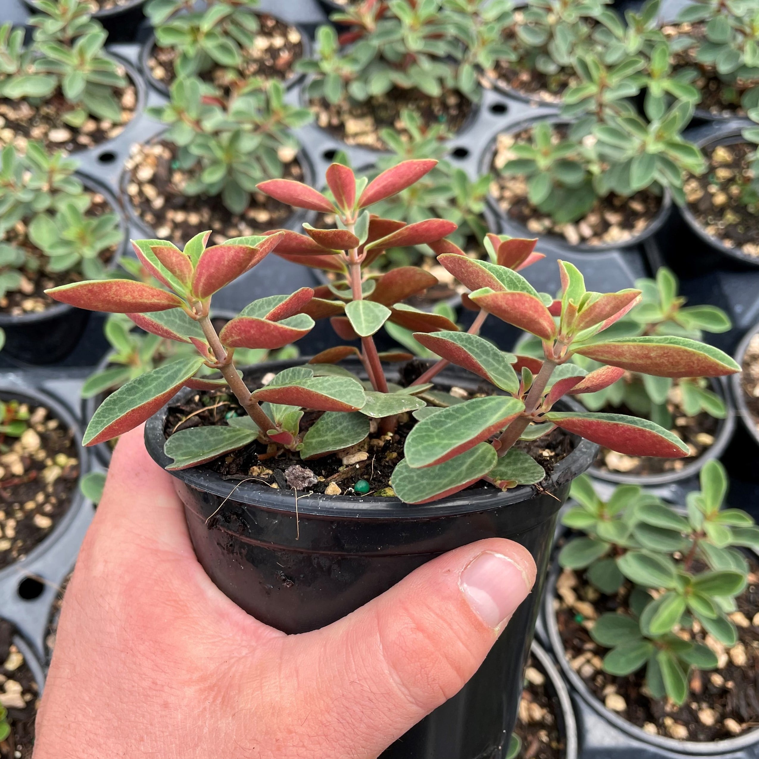 Peperomia verticillata - Red Log Plant (4.5" Pot) | Little Prince of Oregon  Nursery