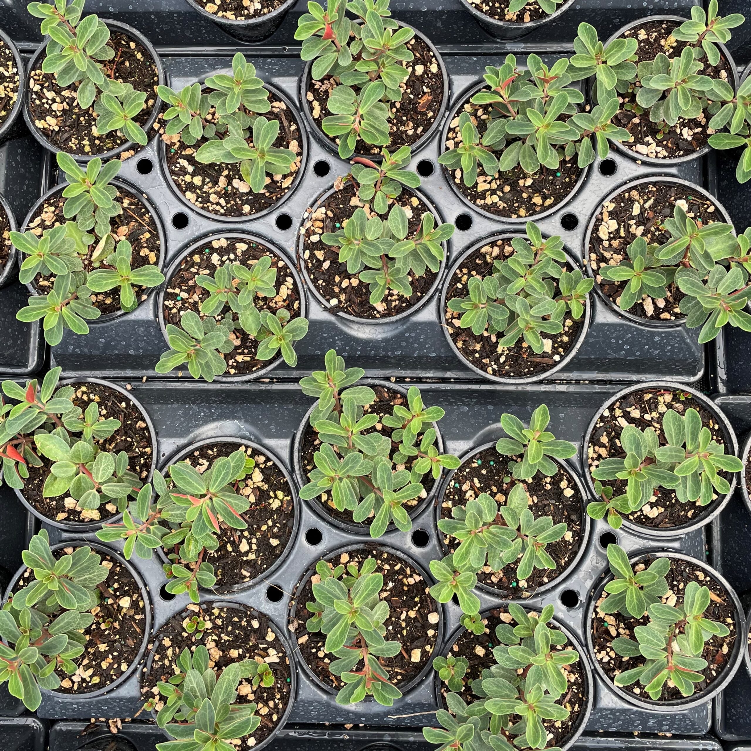 Peperomia verticillata - Red Log Plant (4.5" Pot) - Image 4
