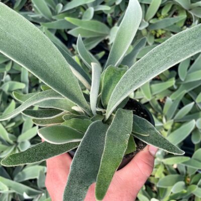 Platycerium veitchii - Australian Staghorn Fern (4.5" Pot)