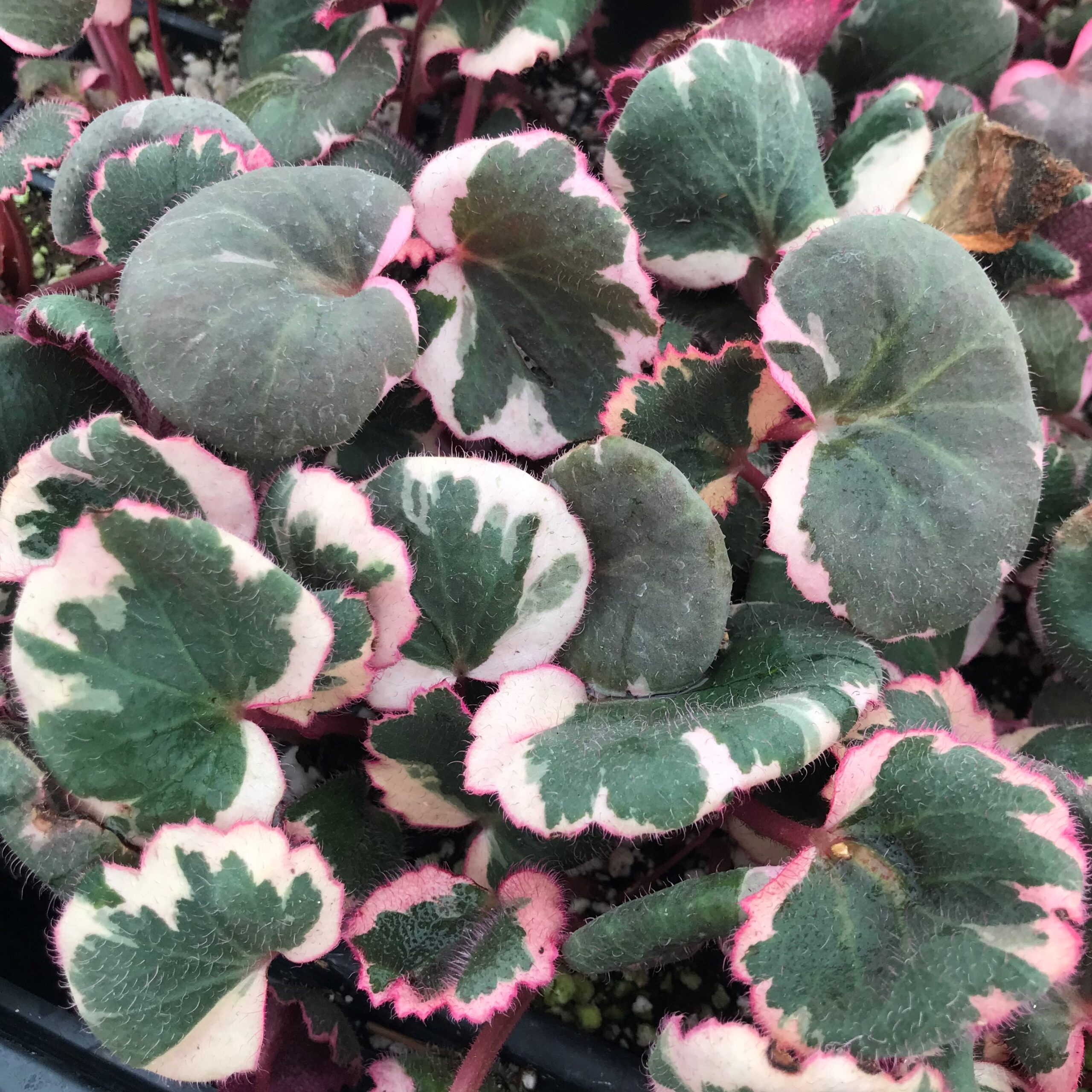 Saxifraga stolonifera 'Tricolor'- Strawberry Geranium (3.5" Pot) - Image 3