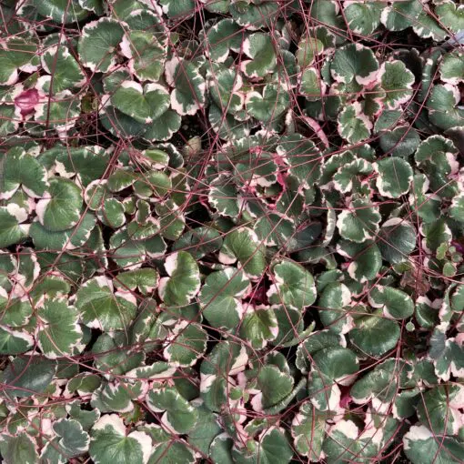 Saxifraga stolonifera 'Tricolor'- Strawberry Geranium (4.5