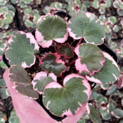 Saxifraga stolonifera 'Tricolor'- Strawberry Geranium (3.5" Pot)