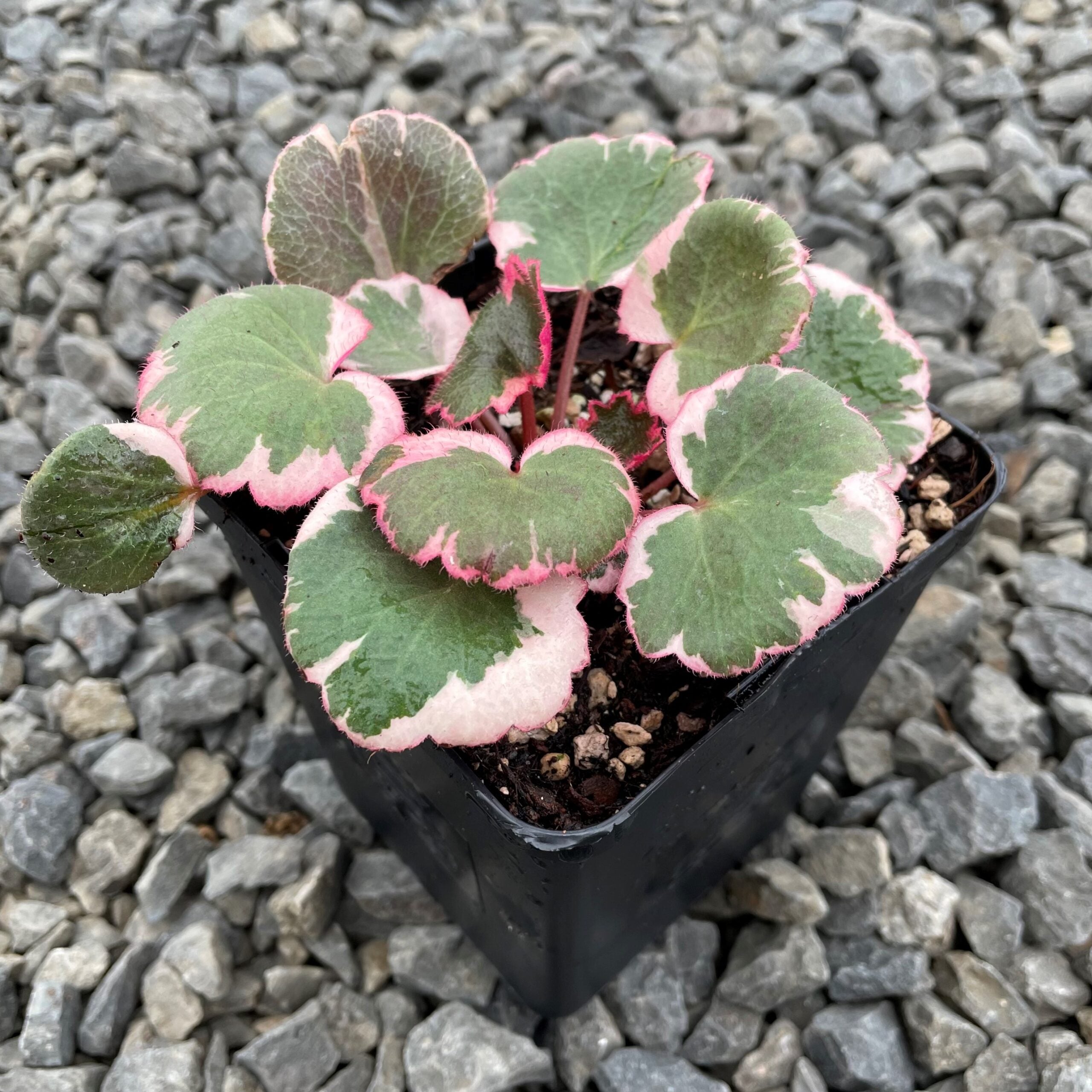 Saxifraga stolonifera 'Tricolor'- Strawberry Geranium (3.5" Pot) - Image 2