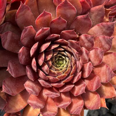 Sempervivum 'Peggy' - Hens & Chicks (3.5" Pot)