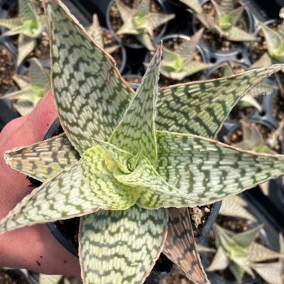 Aloe 'Delta Lights' (4.5" Round)