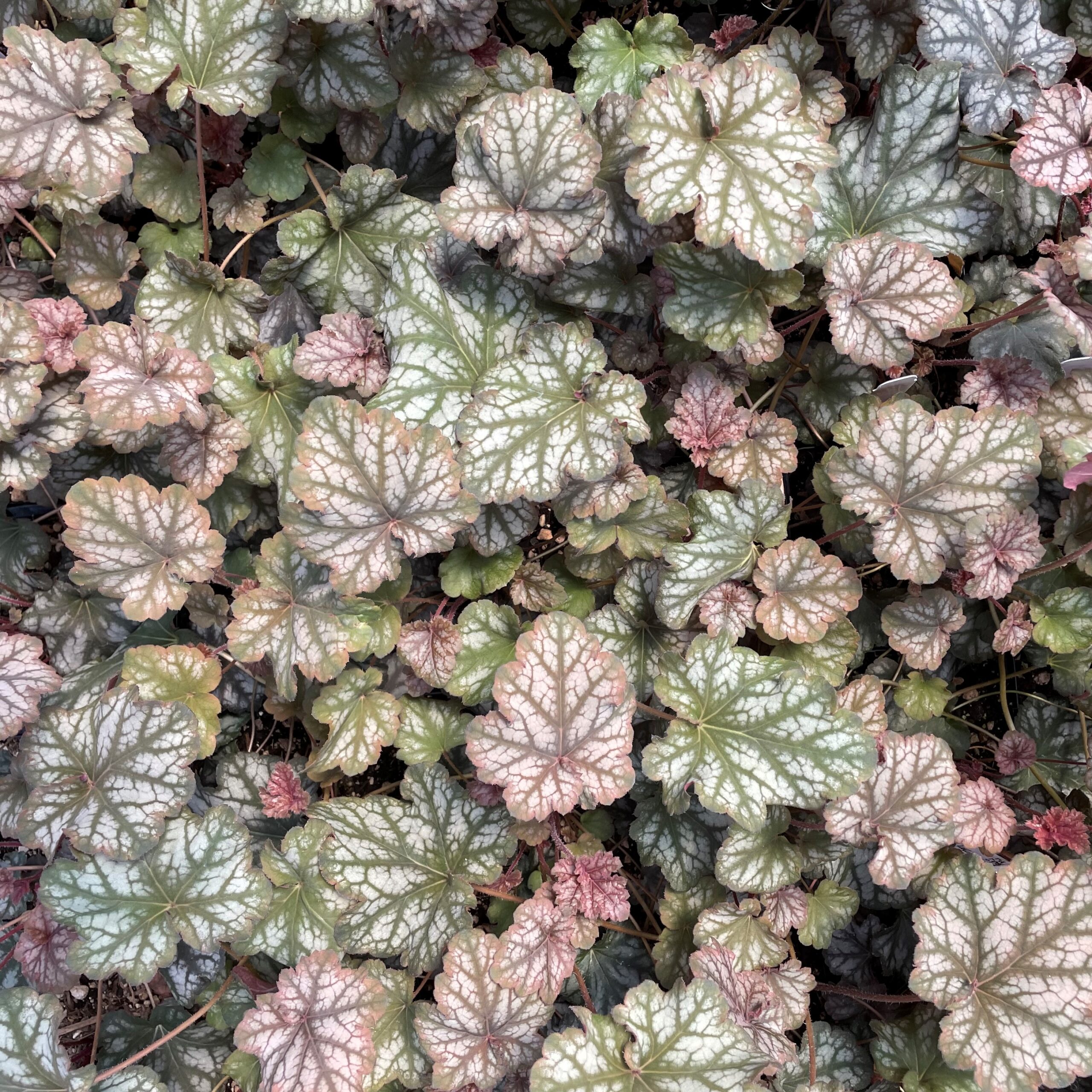 Heuchera 'Mars' - Coral Bells (4.5" Pot)