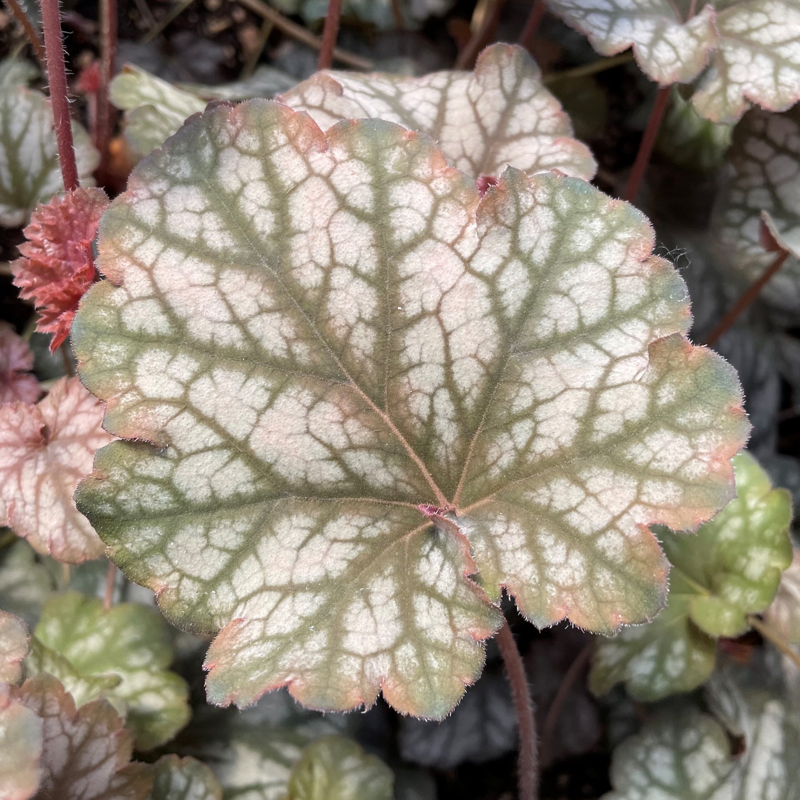 Heuchera 'Mars' - Coral Bells (4.5" Pot) - Image 3
