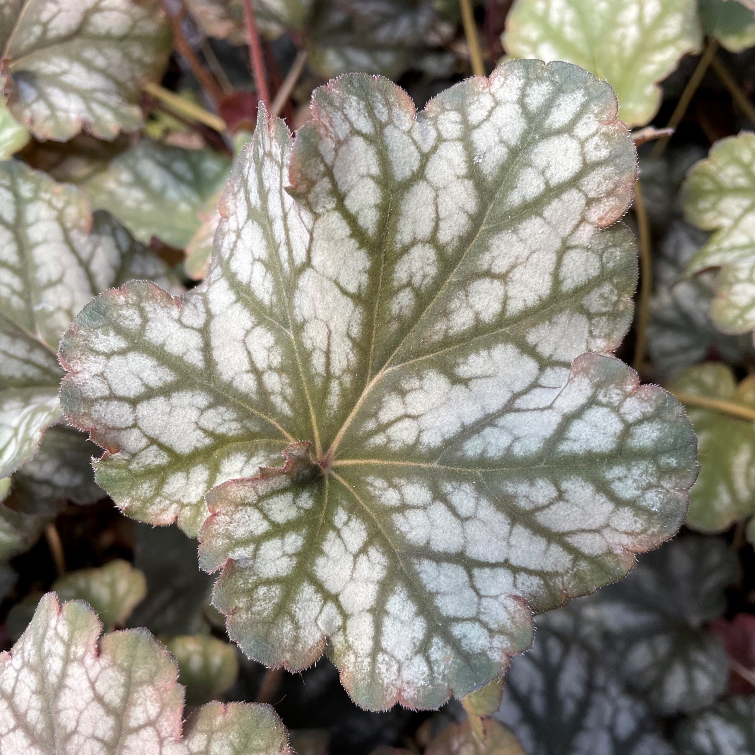 Heuchera 'Mars' - Coral Bells (4.5" Pot) - Image 4
