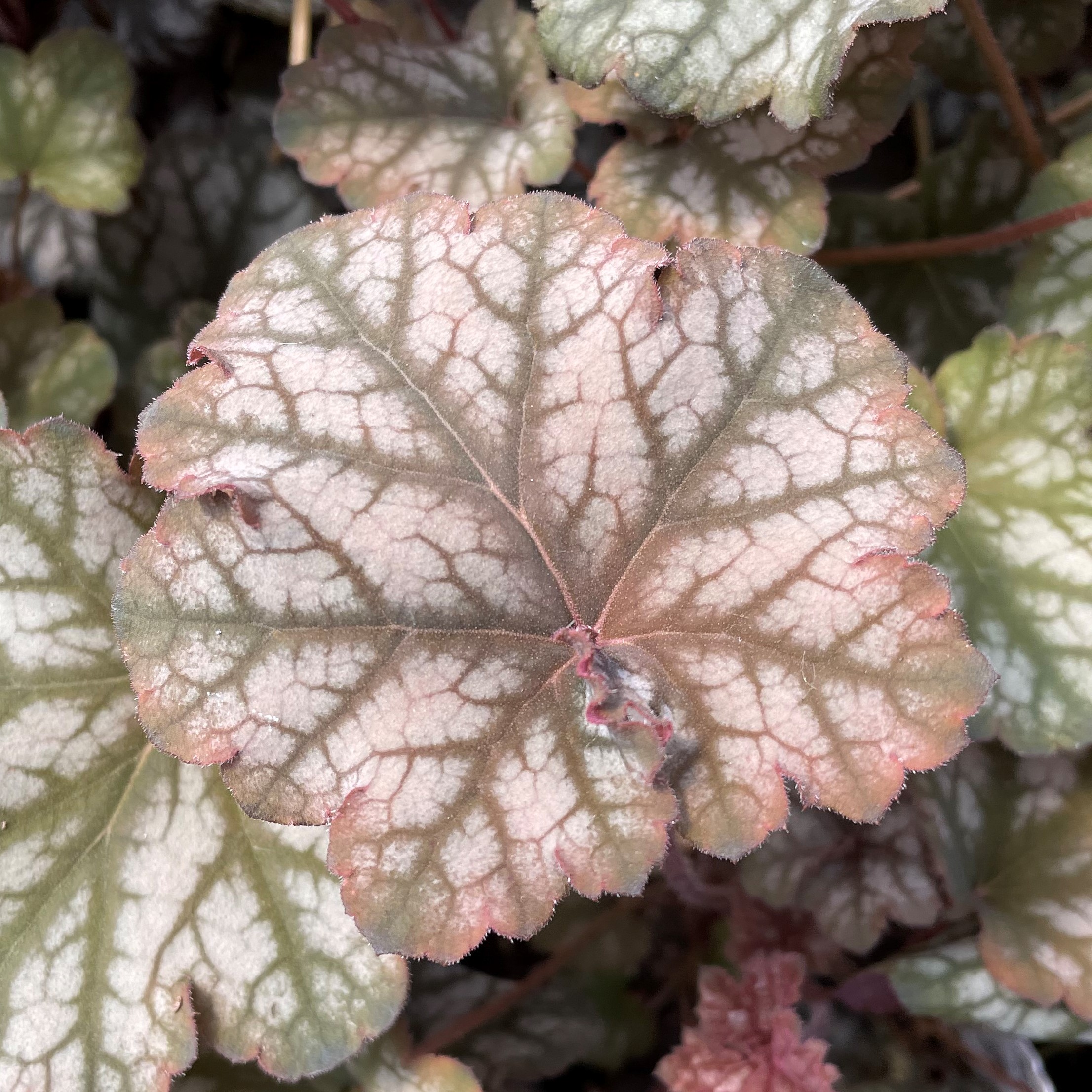 Heuchera 'Mars' - Coral Bells (4.5" Pot) - Image 2