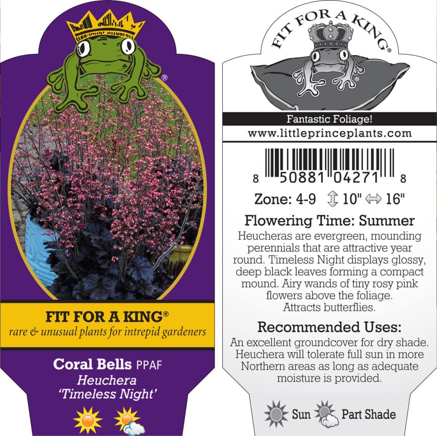 Heuchera 'Timeless Night' PPAF - Coral Bells (4.5" Pot) - Image 7