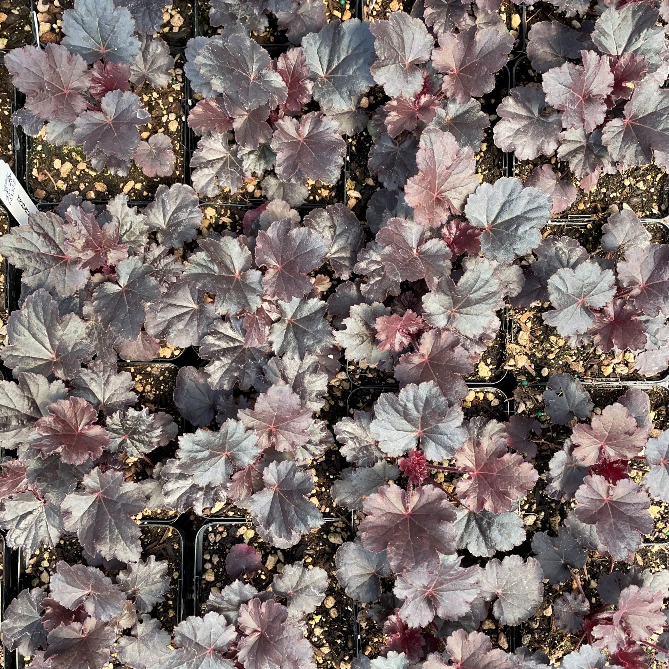 Heuchera 'Timeless Night' PPAF - Coral Bells (4.5" Pot) - Image 6