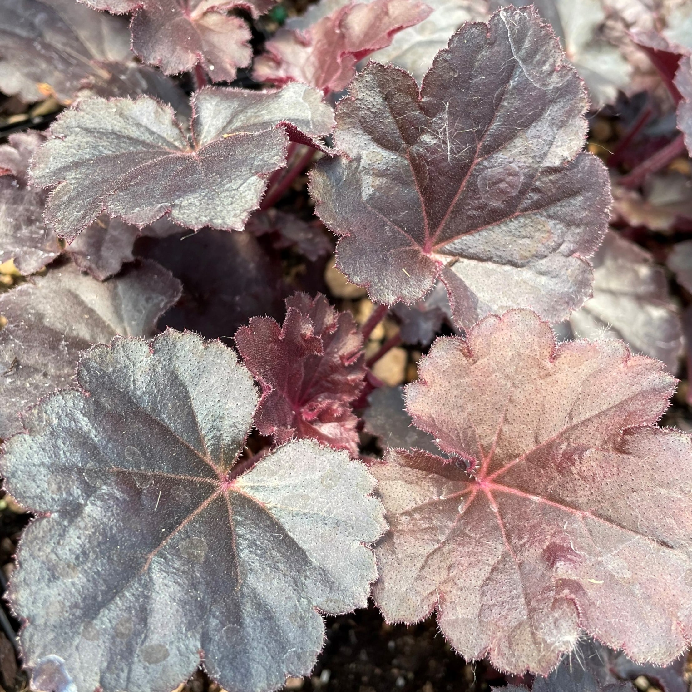 Heuchera 'Timeless Night' PPAF - Coral Bells (4.5" Pot) - Image 5