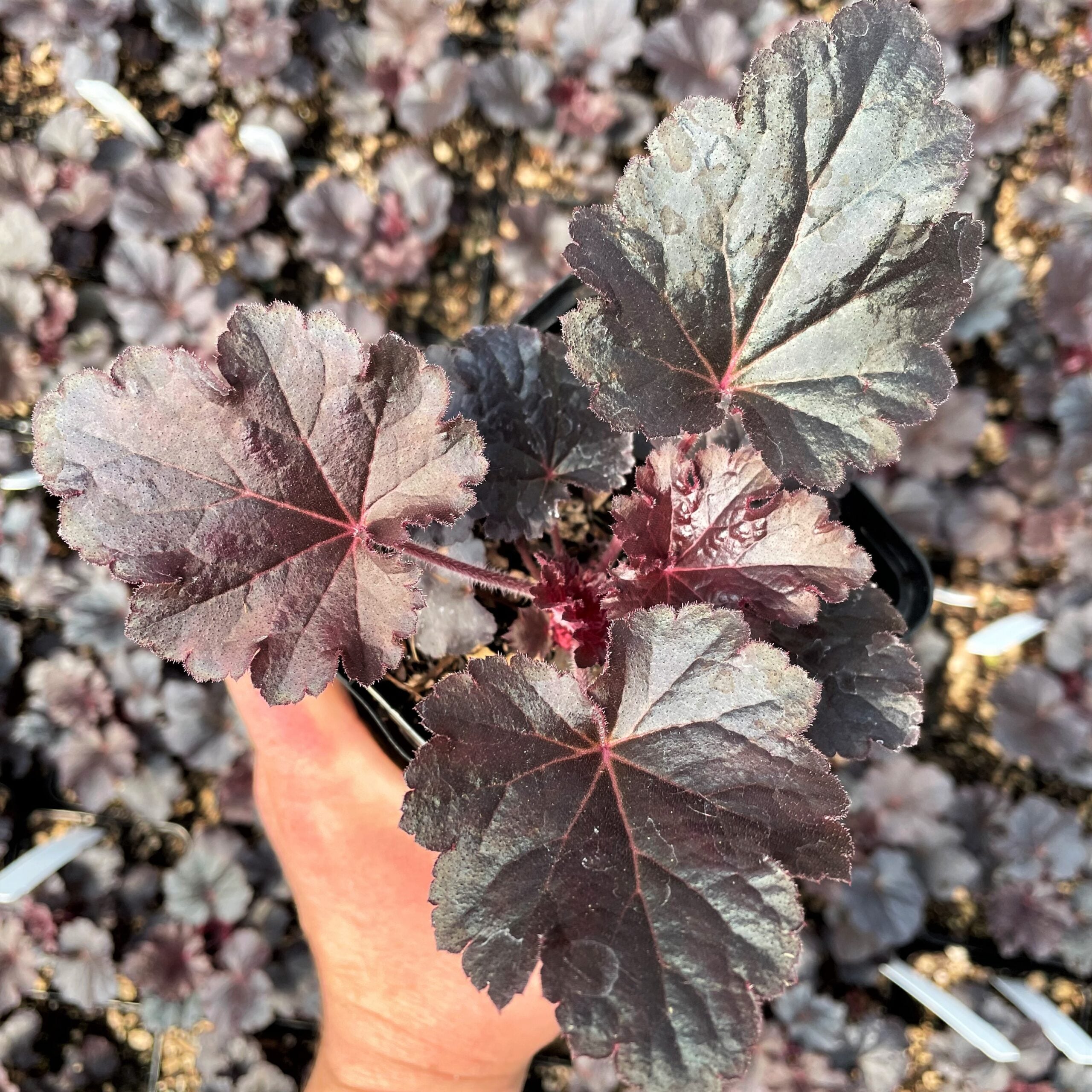 Heuchera 'Timeless Night' PPAF - Coral Bells (4.5" Pot) - Image 2