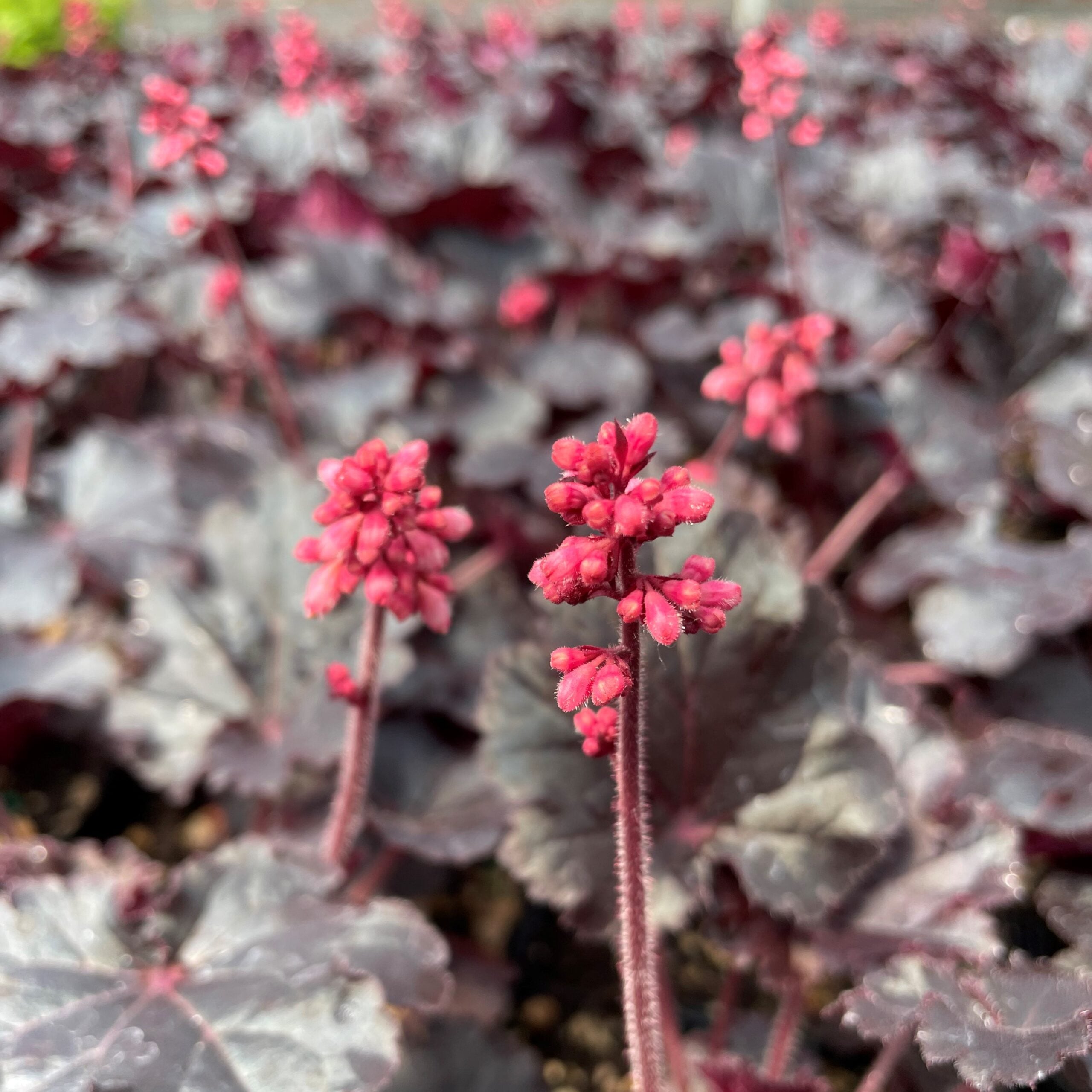Heuchera 'Timeless Night' PPAF - Coral Bells (4.5" Pot) - Image 3