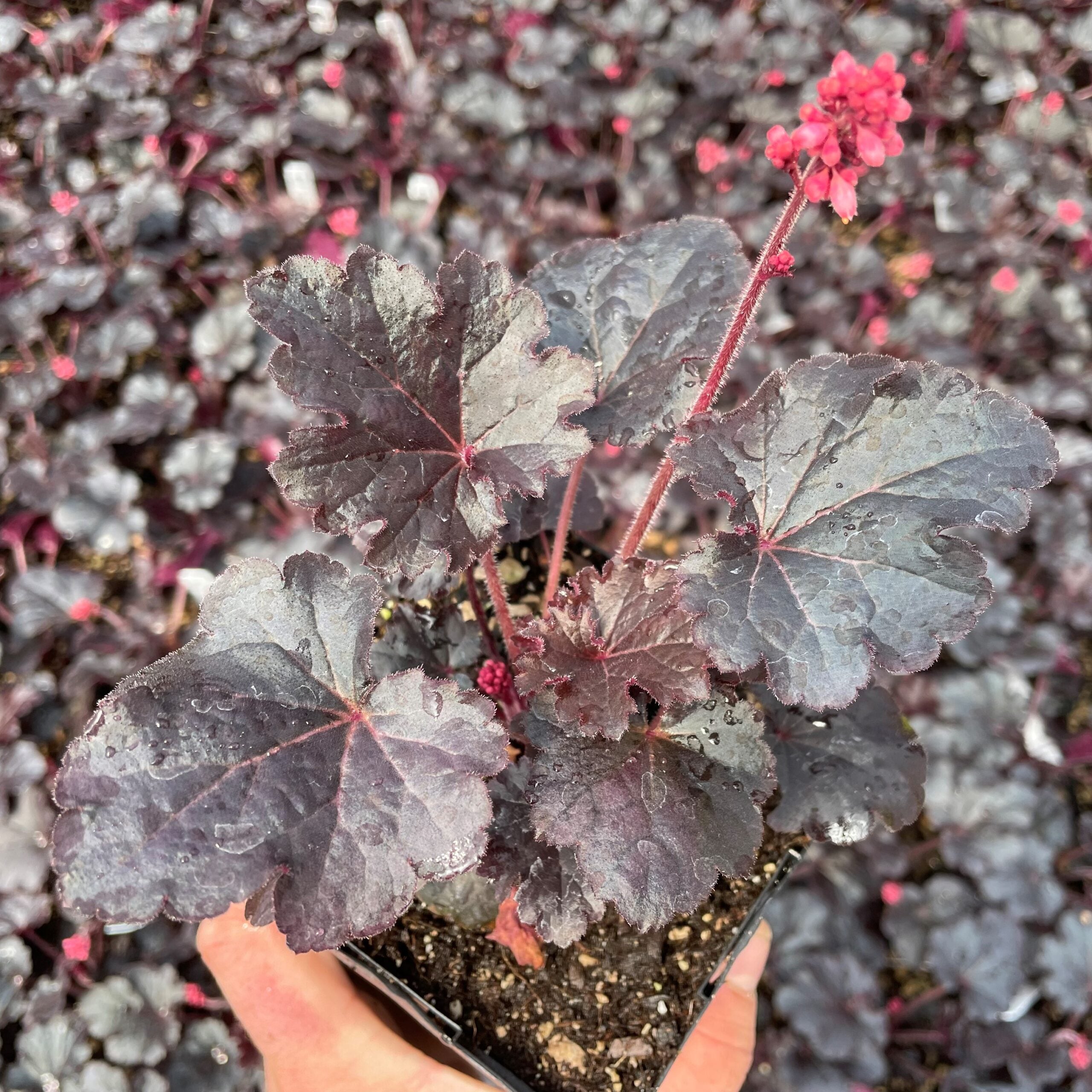 Heuchera 'Timeless Night' PPAF - Coral Bells (4.5" Pot)