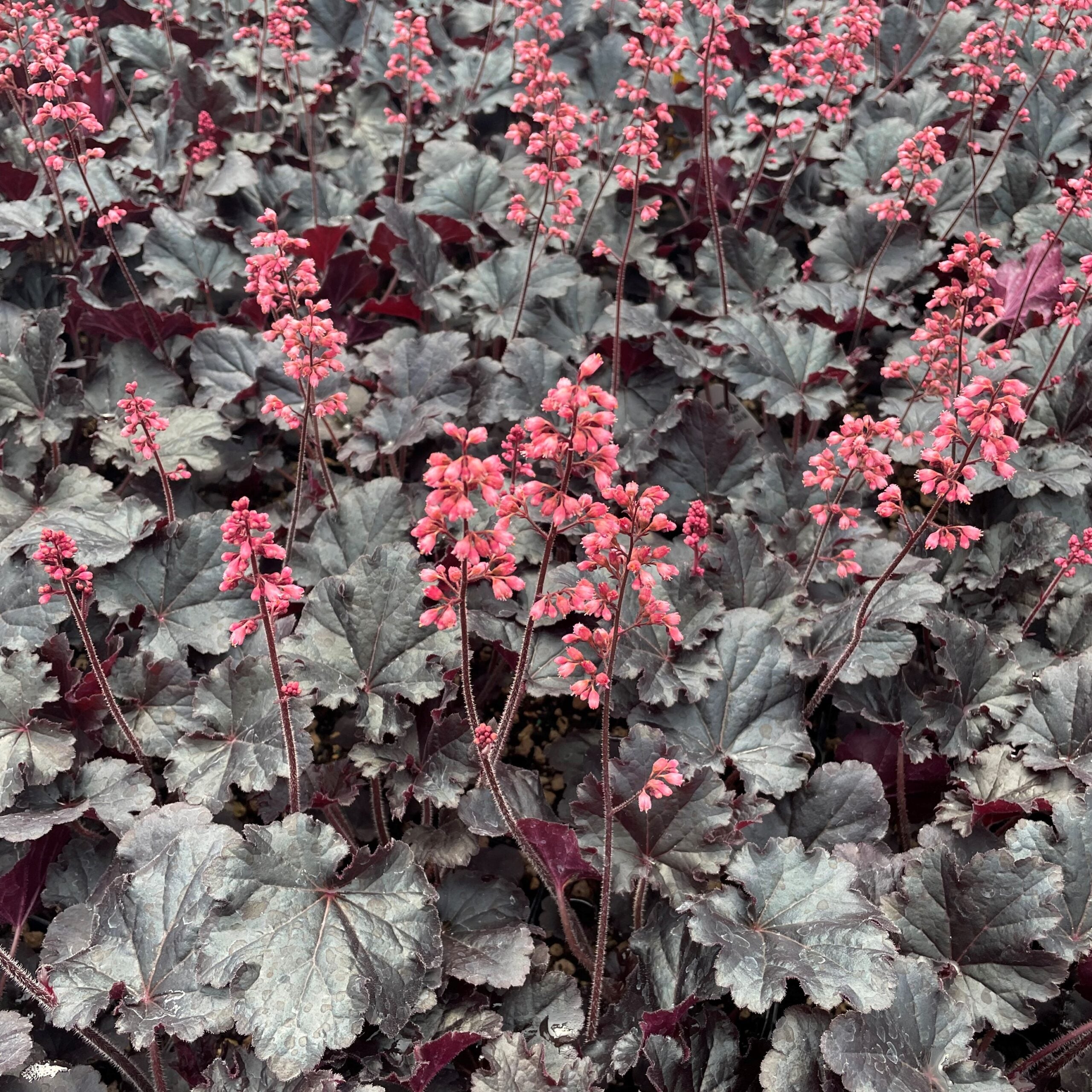 Heuchera 'Timeless Night' PPAF - Coral Bells (4.5" Pot) - Image 4