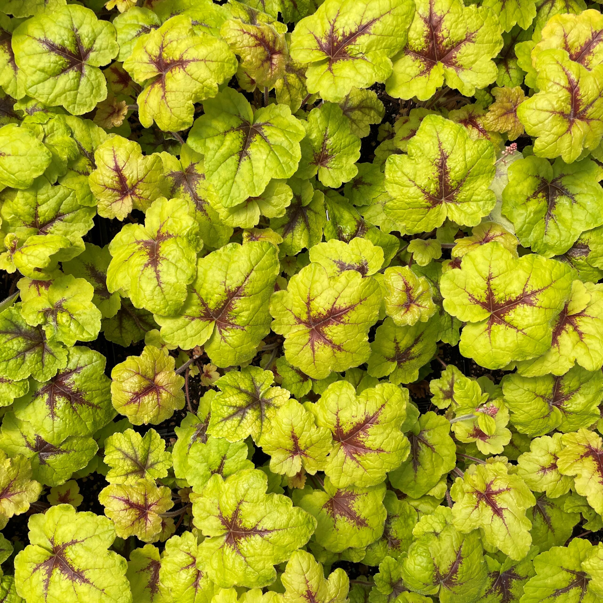 Heucherella 'Catching Fire' - Foamy Bells PP #31,065 (4.5" Pot) - Image 6