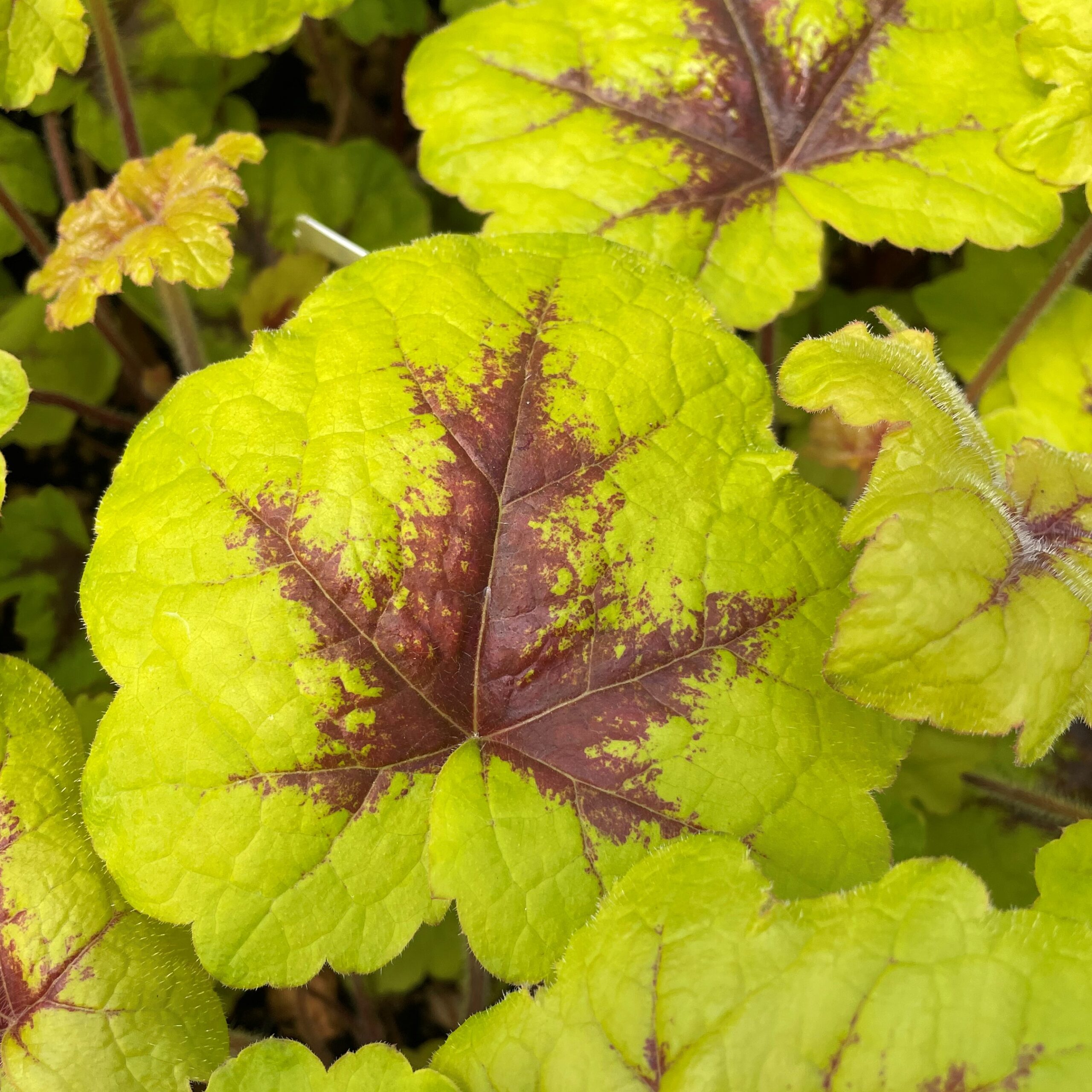 Heucherella 'Catching Fire' - Foamy Bells PP #31,065 (4.5" Pot)