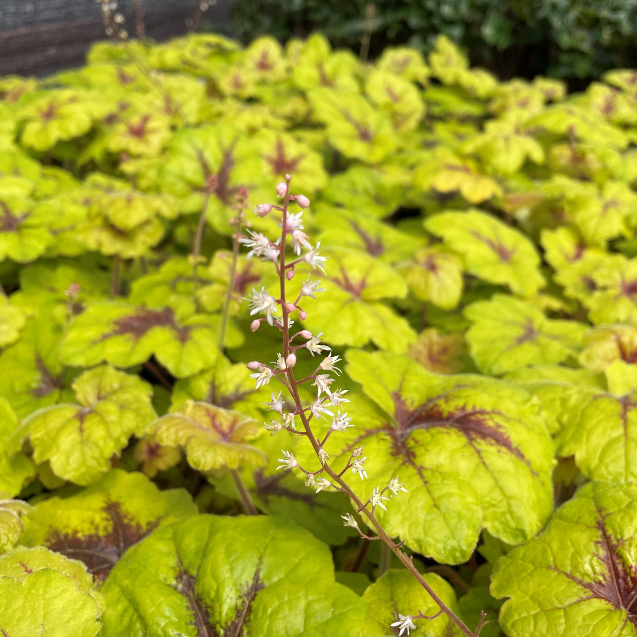Heucherella 'Catching Fire' - Foamy Bells PP #31,065 (4.5" Pot) - Image 3