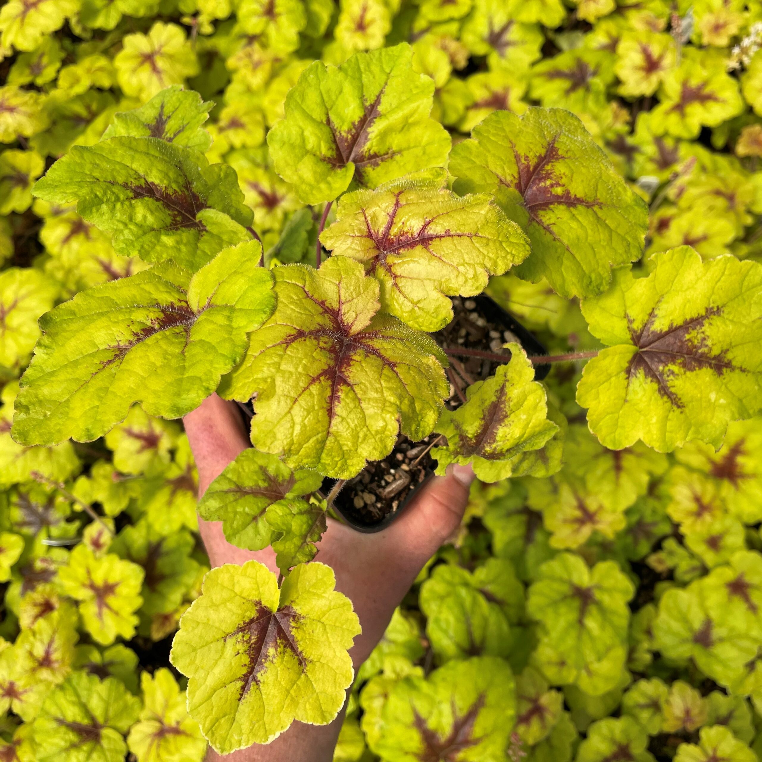 Heucherella 'Catching Fire' - Foamy Bells PP #31,065 (4.5" Pot) - Image 2
