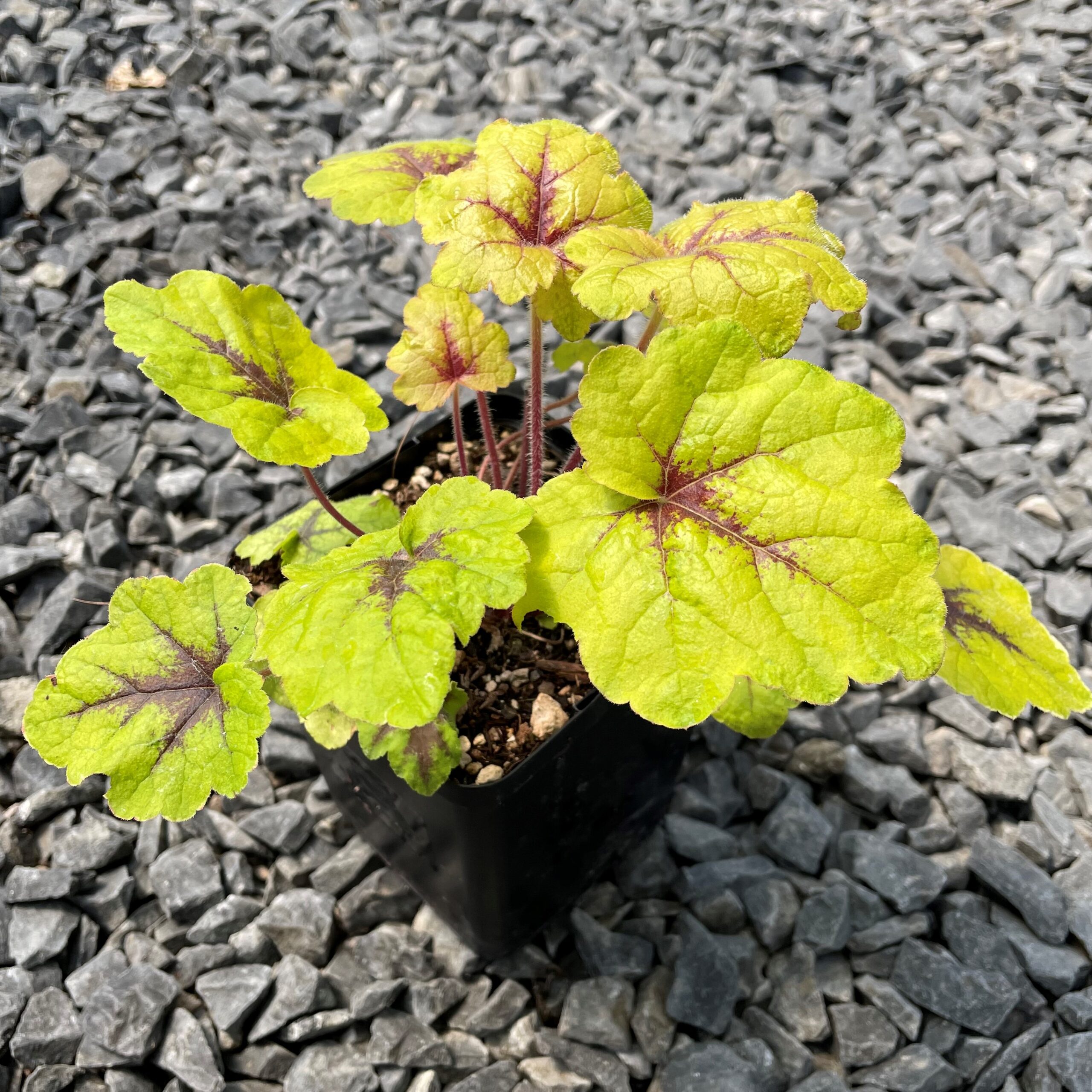 Heucherella 'Catching Fire' - Foamy Bells PP #31,065 (4.5" Pot) - Image 4