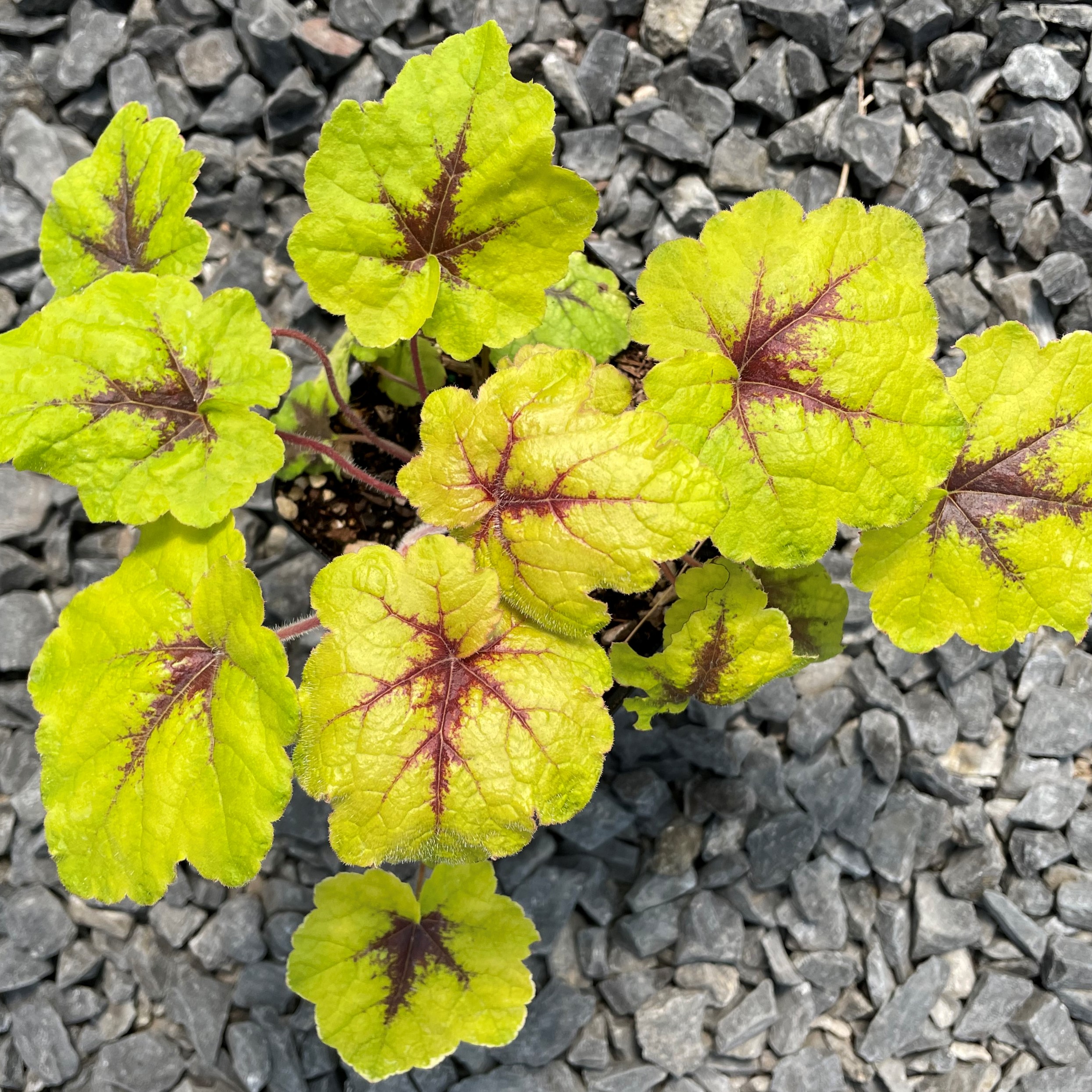 Heucherella 'Catching Fire' - Foamy Bells PP #31,065 (4.5" Pot) - Image 5