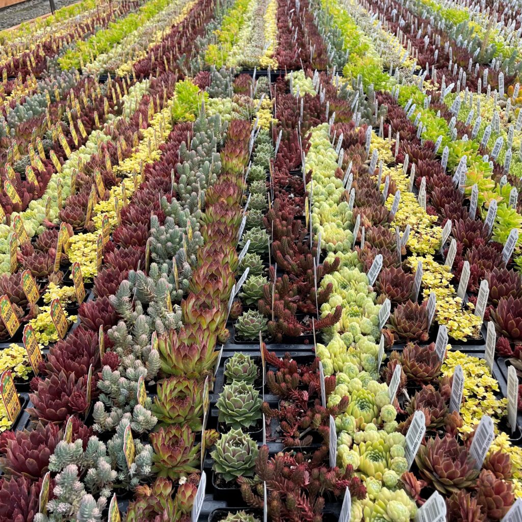 tiger succulent plant Faucaria tigrina “Tiger Jaws” – Altman Plants main image 1