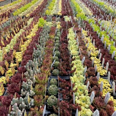 PLANTER POPPERS™ Mixed Varieties - Hardy Succulents (2" Pots)