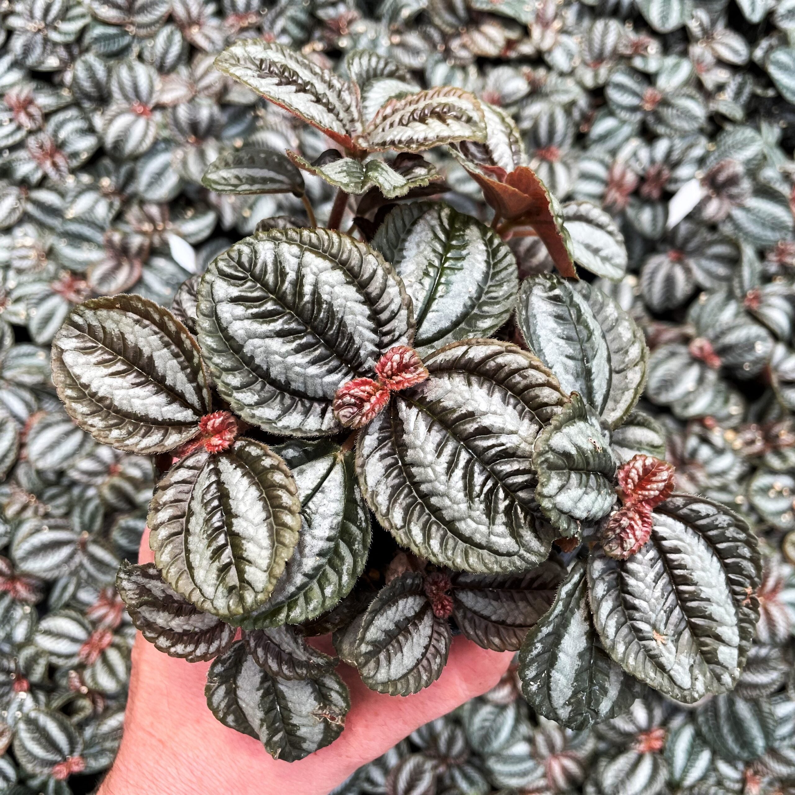 Pilea involucrata 'Norfolk' - Friendship Plant (4.5" Pot) | Little Prince  of Oregon Nursery