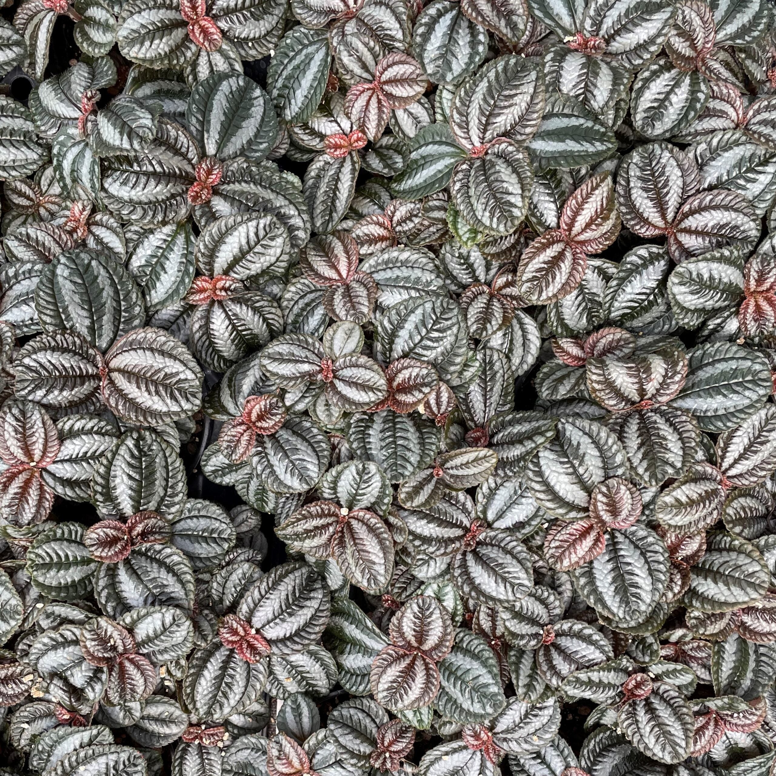 Pilea involucrata 'Norfolk' - Friendship Plant (4.5" Pot) - Image 5