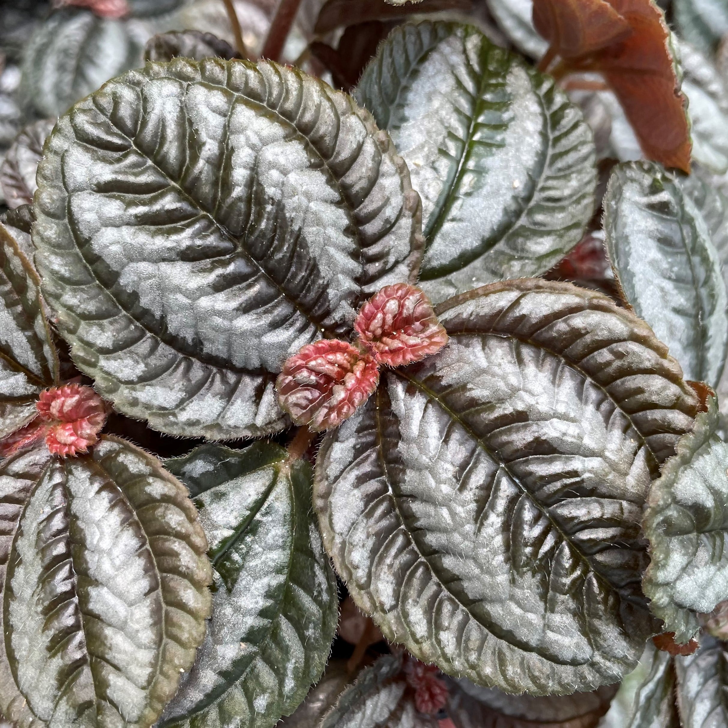 Pilea involucrata 'Norfolk' - Friendship Plant (4.5" Pot) - Image 2