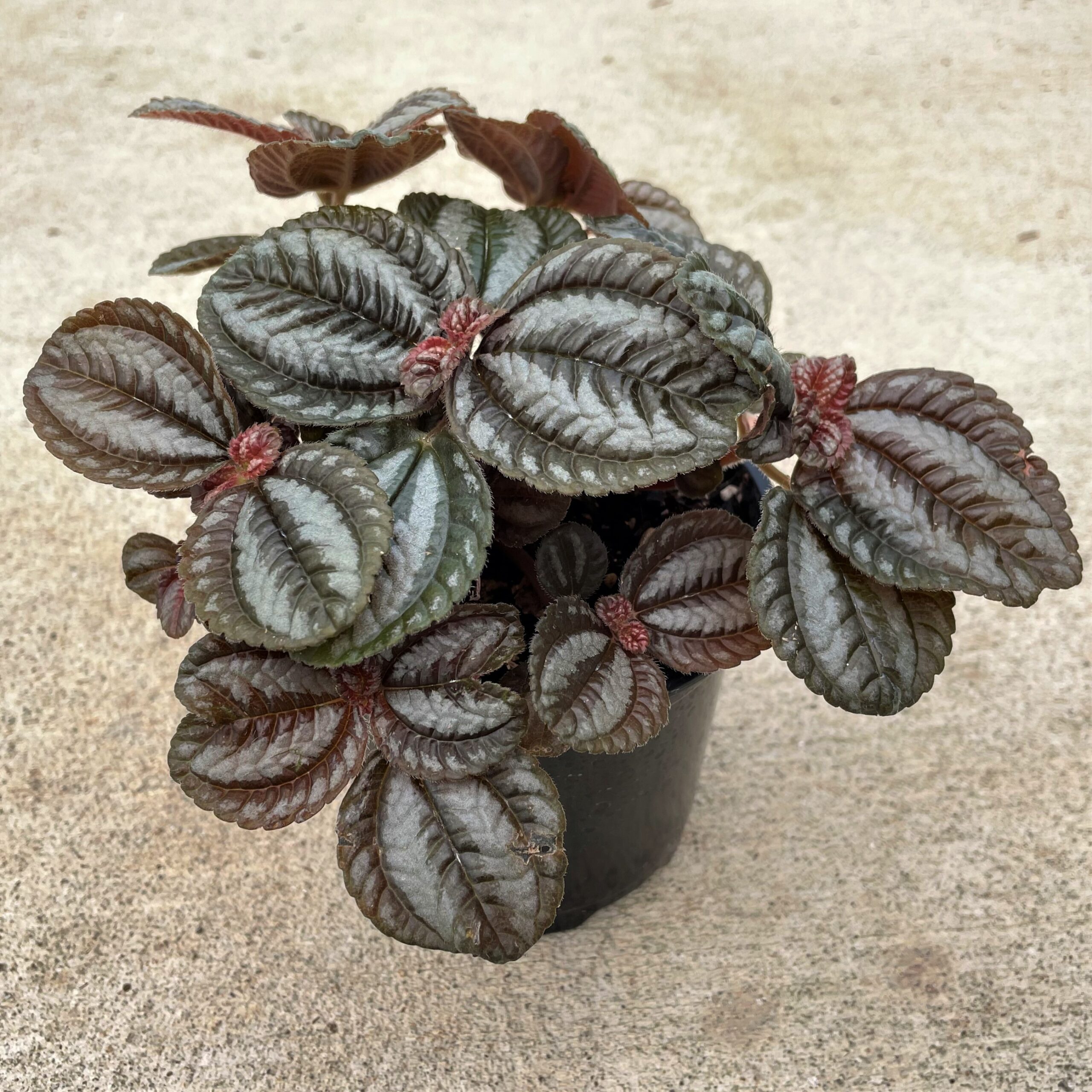 Pilea involucrata 'Norfolk' - Friendship Plant (4.5" Pot) | Little Prince  of Oregon Nursery