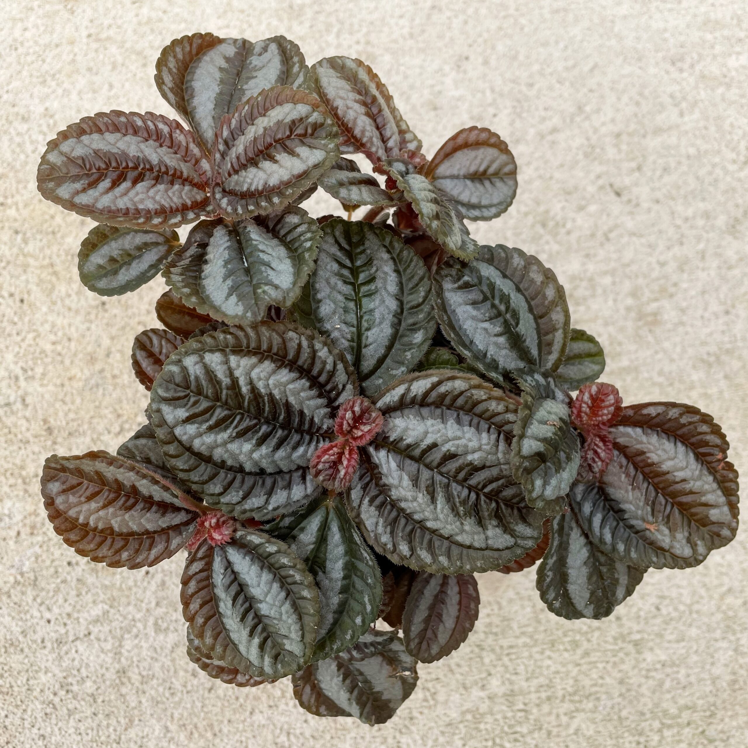 Pilea involucrata 'Norfolk' - Friendship Plant (4.5" Pot) - Image 4