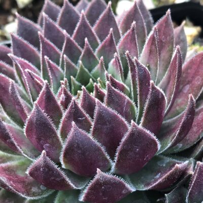 Sempervivum 'Dream Catcher' - Hens & Chicks (3.5" Pot)