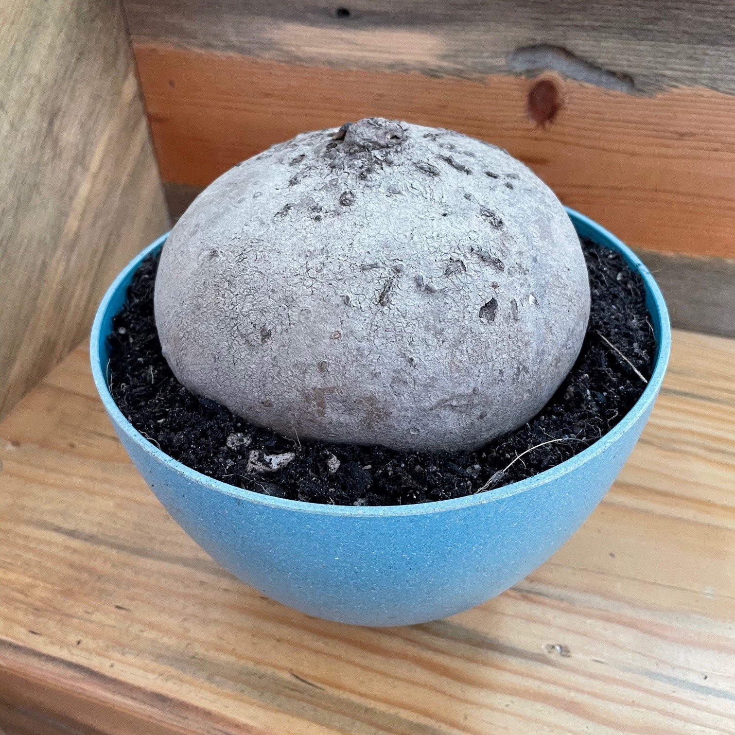 Stephania erecta - Dormant Caudex | Little Prince of Oregon Nursery