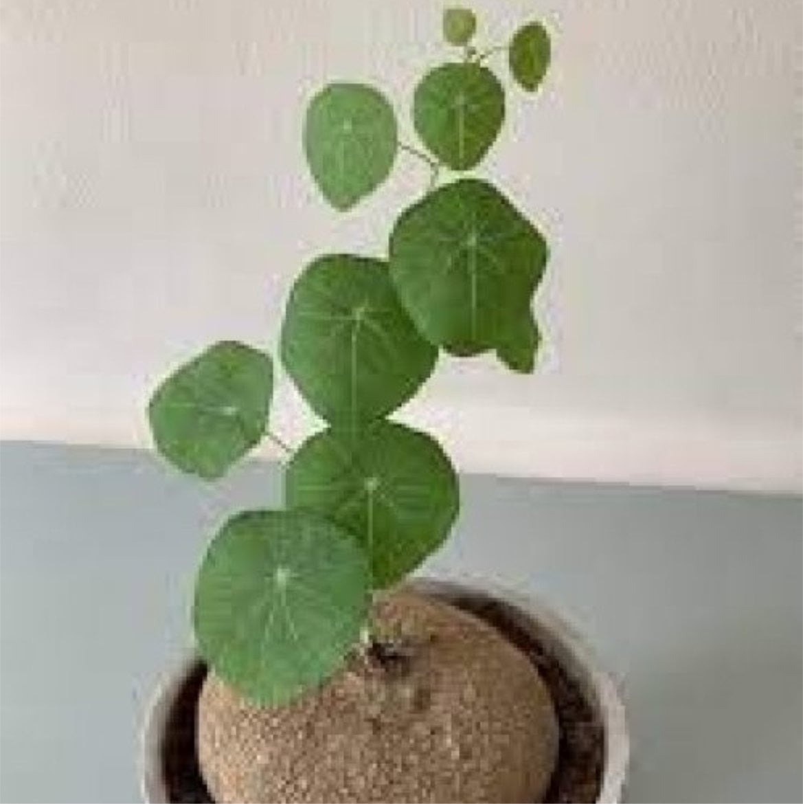 Stephania erecta - Dormant Caudex | Little Prince of Oregon Nursery
