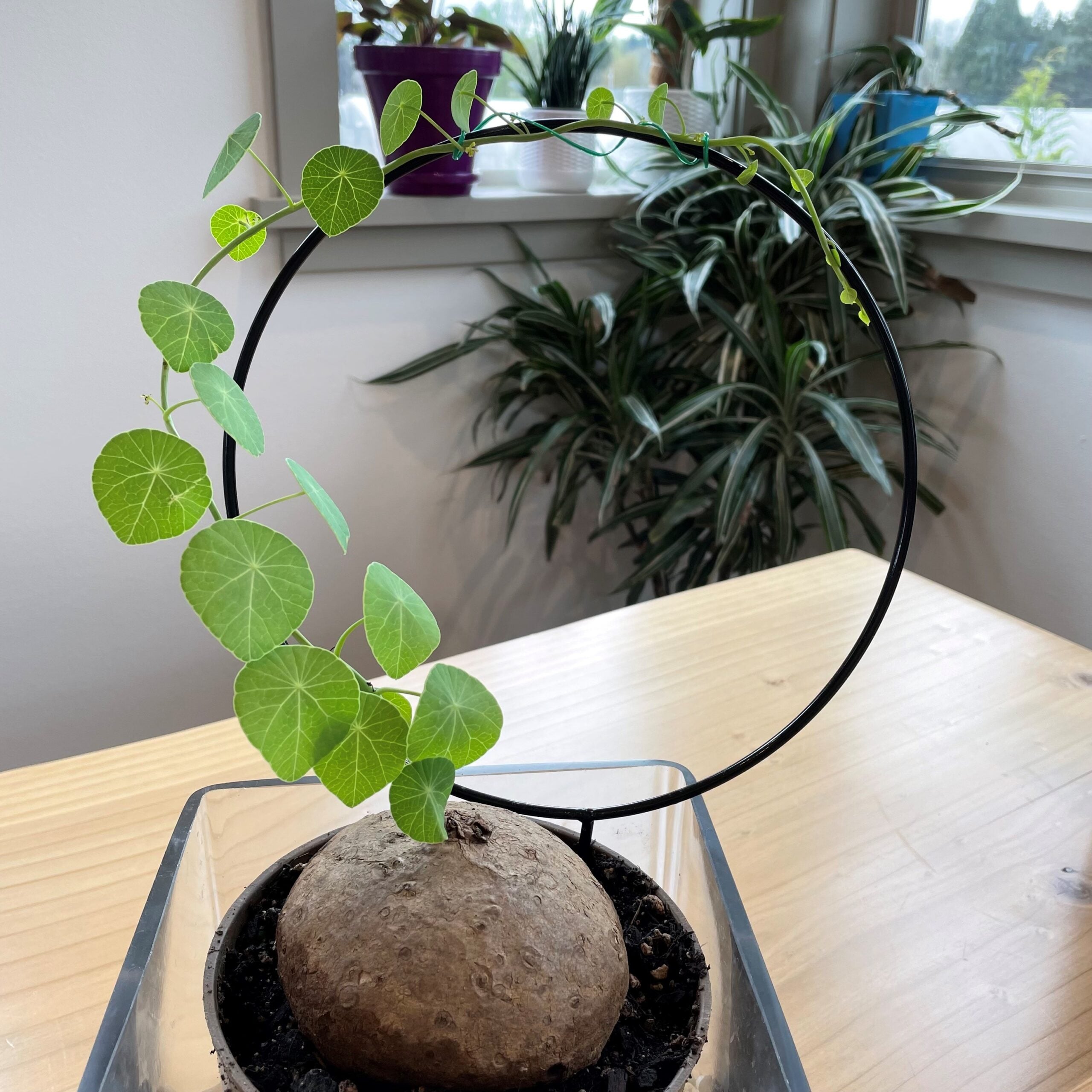 【nomurie7様】 ERECTA Stephania erecta - Dormant Caudex | Little Prince of Oregon Nursery
