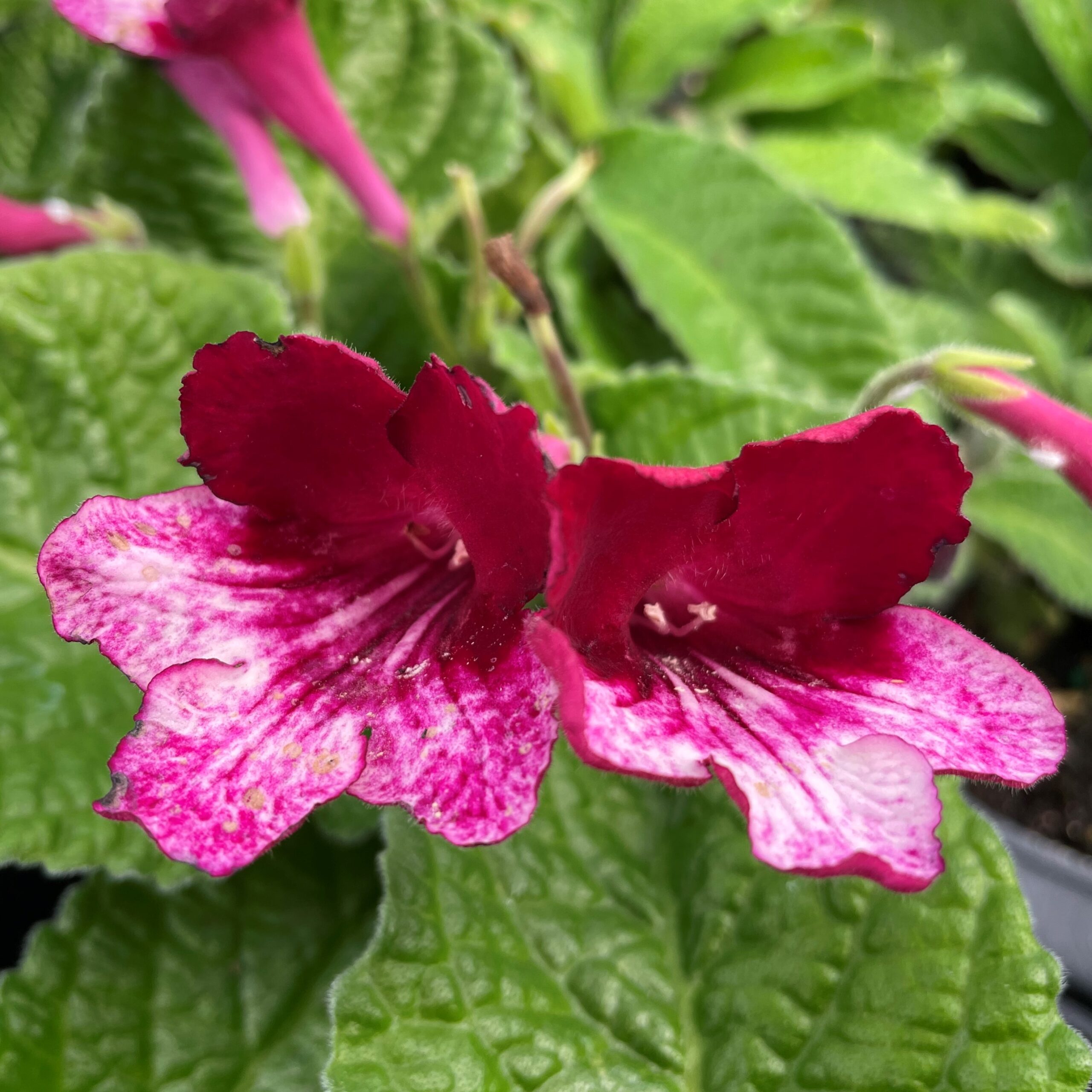 Streptocarpus Ladyslippers Red BiColor - Cape Primrose (4.5" Pot) | Little  Prince of Oregon Nursery