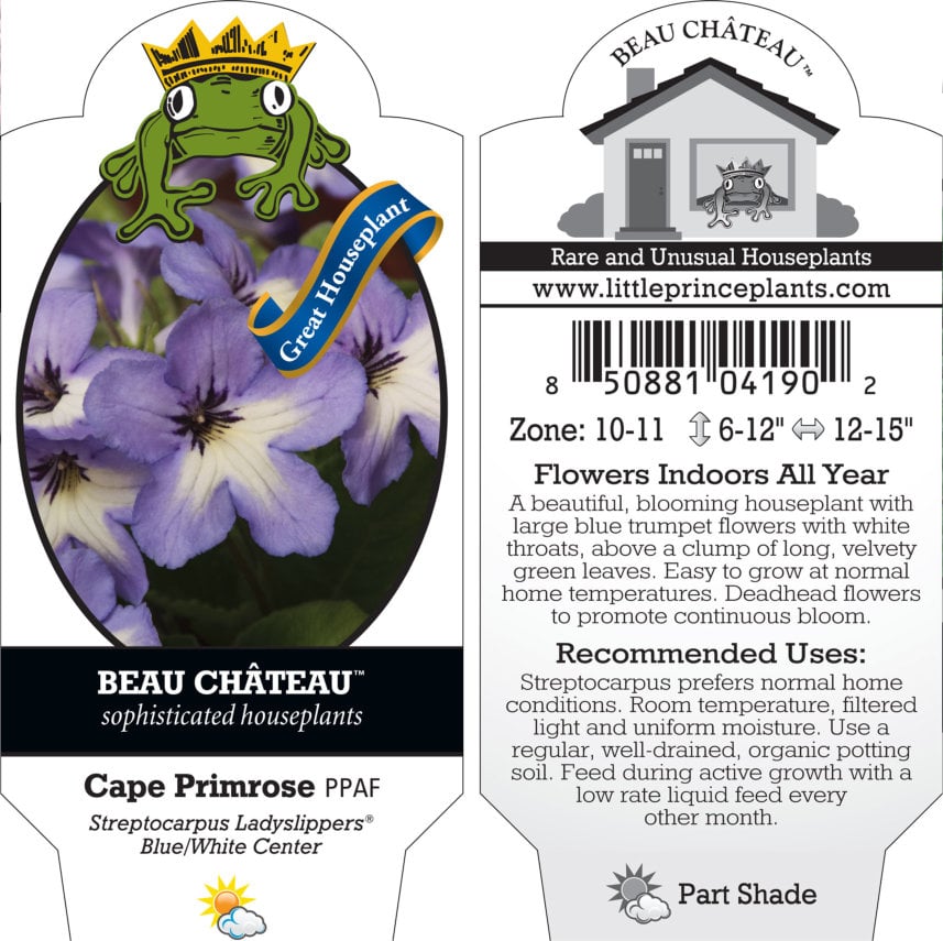 Streptocarpus Ladyslippers™ Blue White Center - Cape Primrose (4.5" Pot) - Image 4