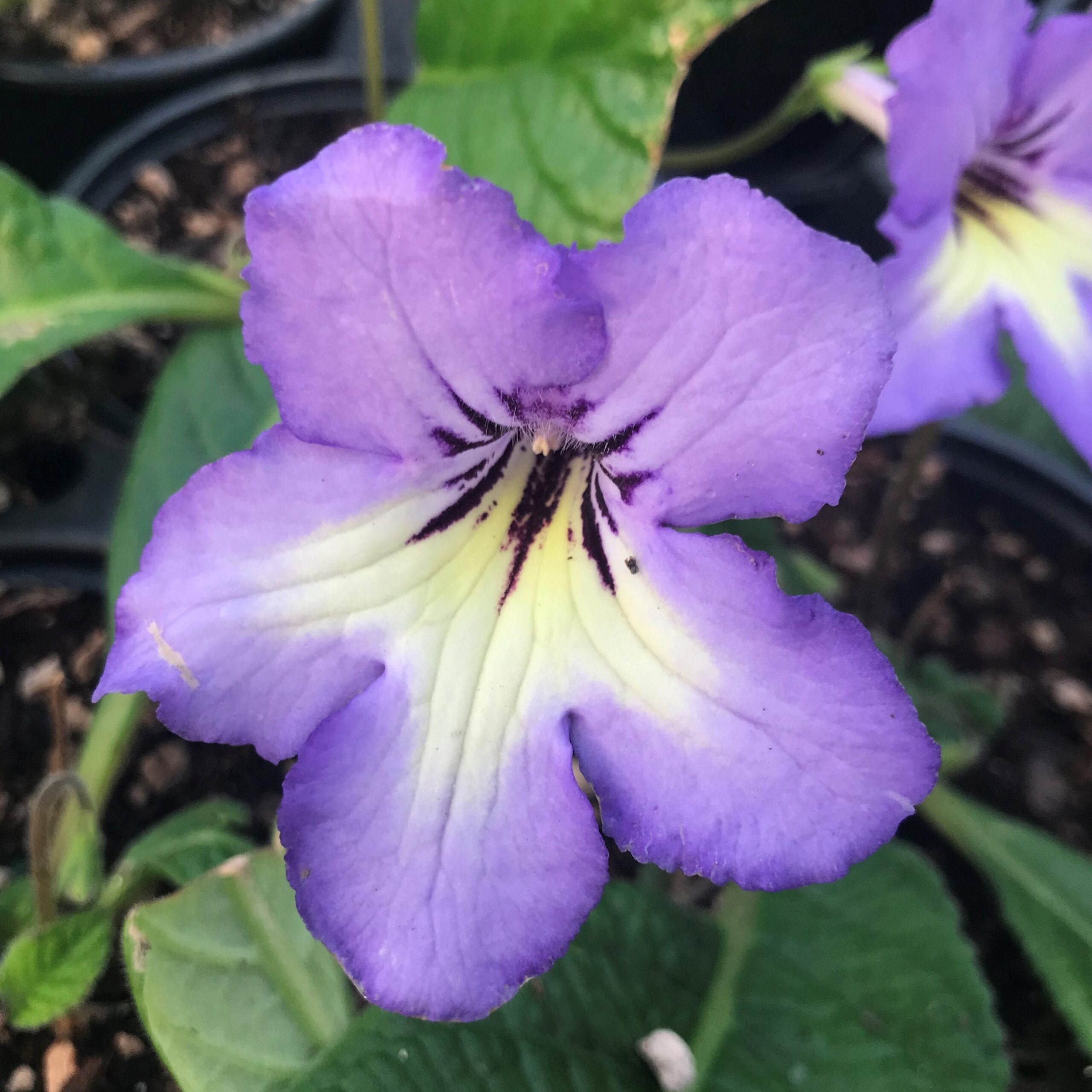 Streptocarpus Ladyslippers™ Blue White Center - Cape Primrose (4.5" Pot) - Image 3
