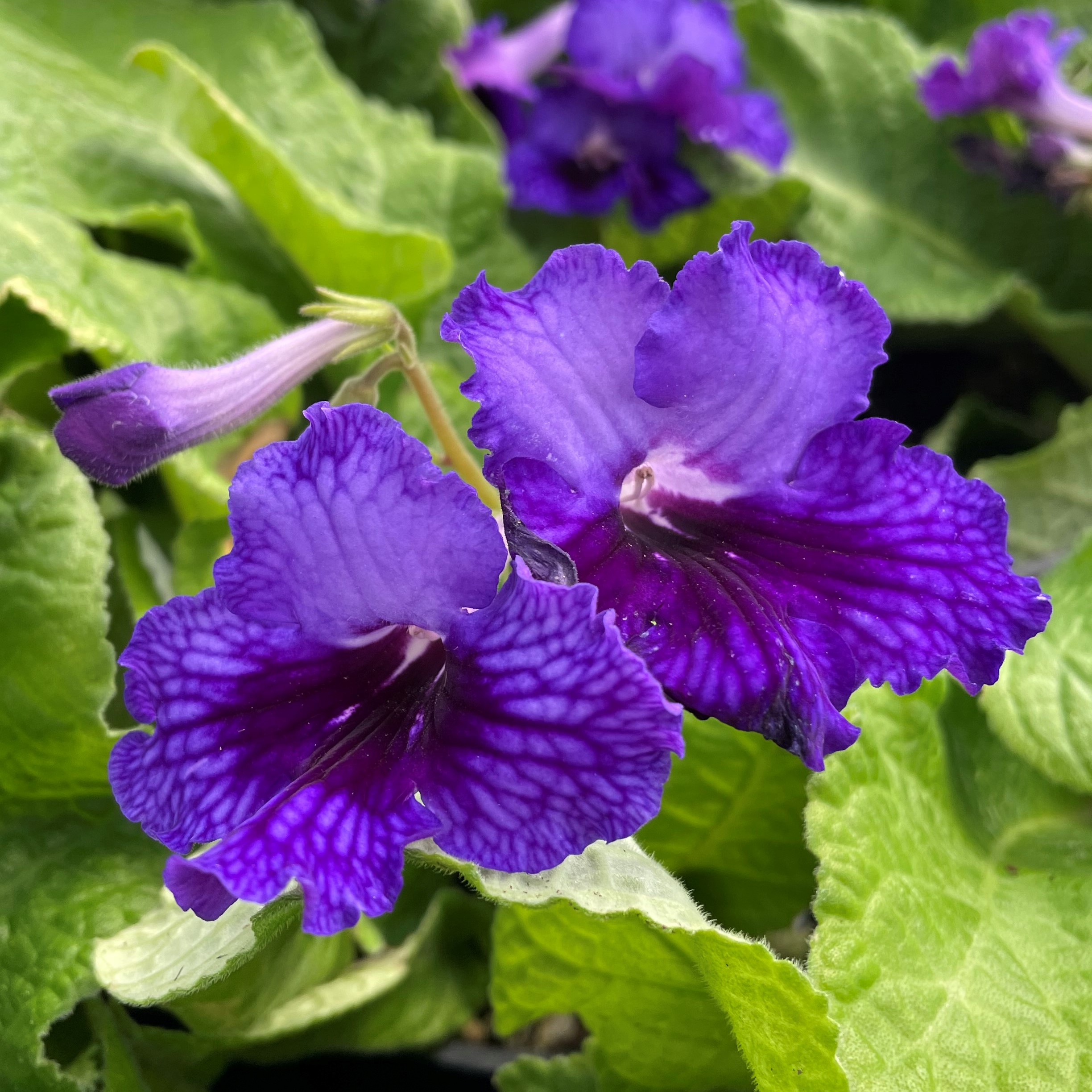 Streptocarpus Ladyslippers™ Deep Blue Vein - Cape Primrose (4.5" Pot) - Image 2