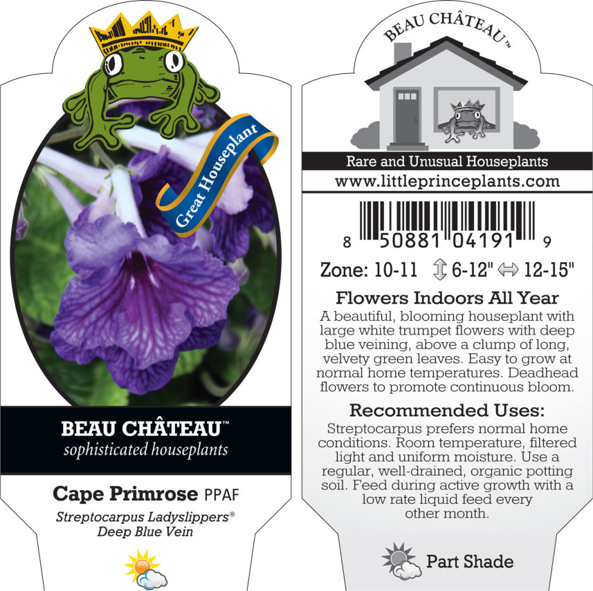 Streptocarpus Ladyslippers™ Deep Blue Vein - Cape Primrose (4.5" Pot) - Image 4