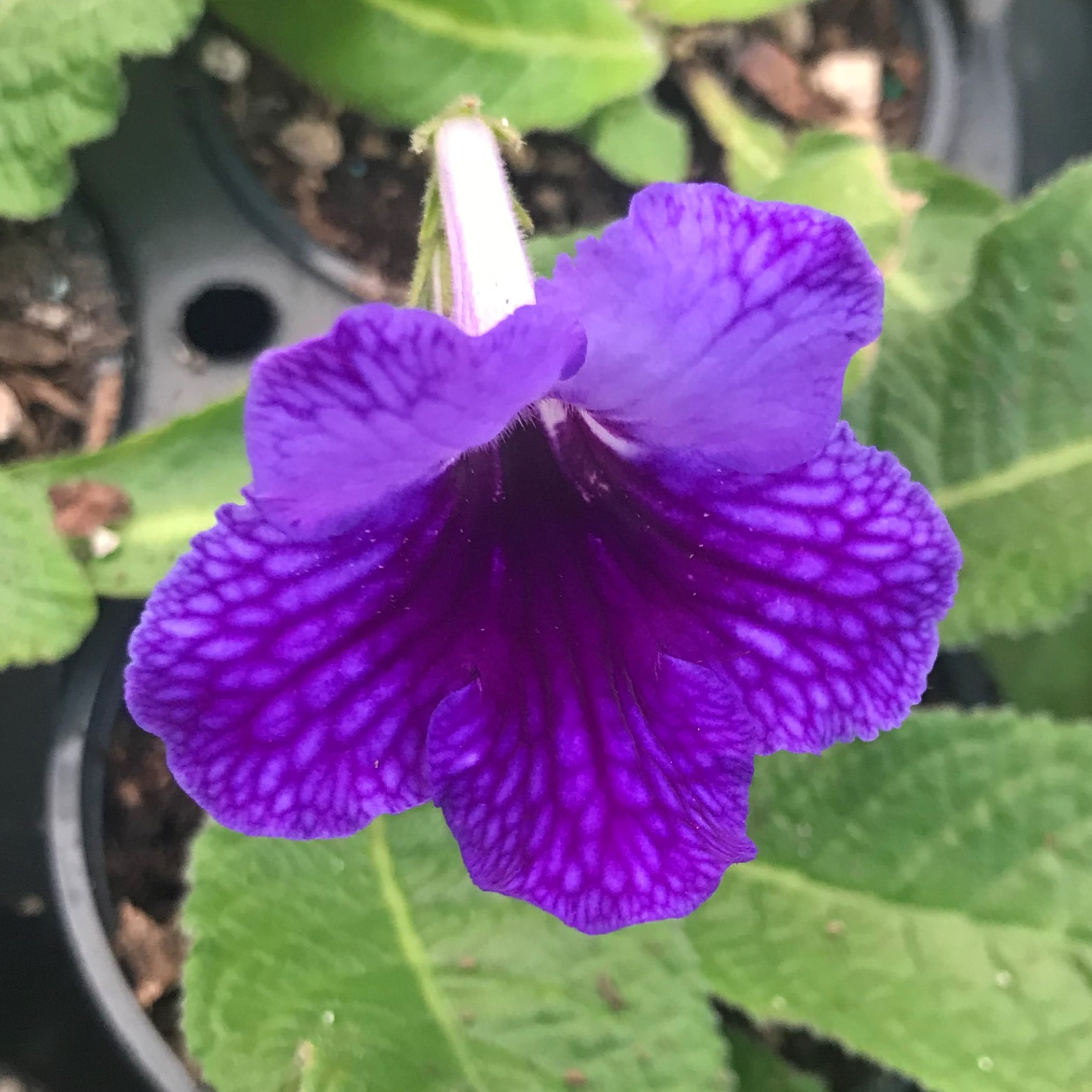 Streptocarpus Ladyslippers™ Deep Blue Vein - Cape Primrose (4.5" Pot) - Image 3