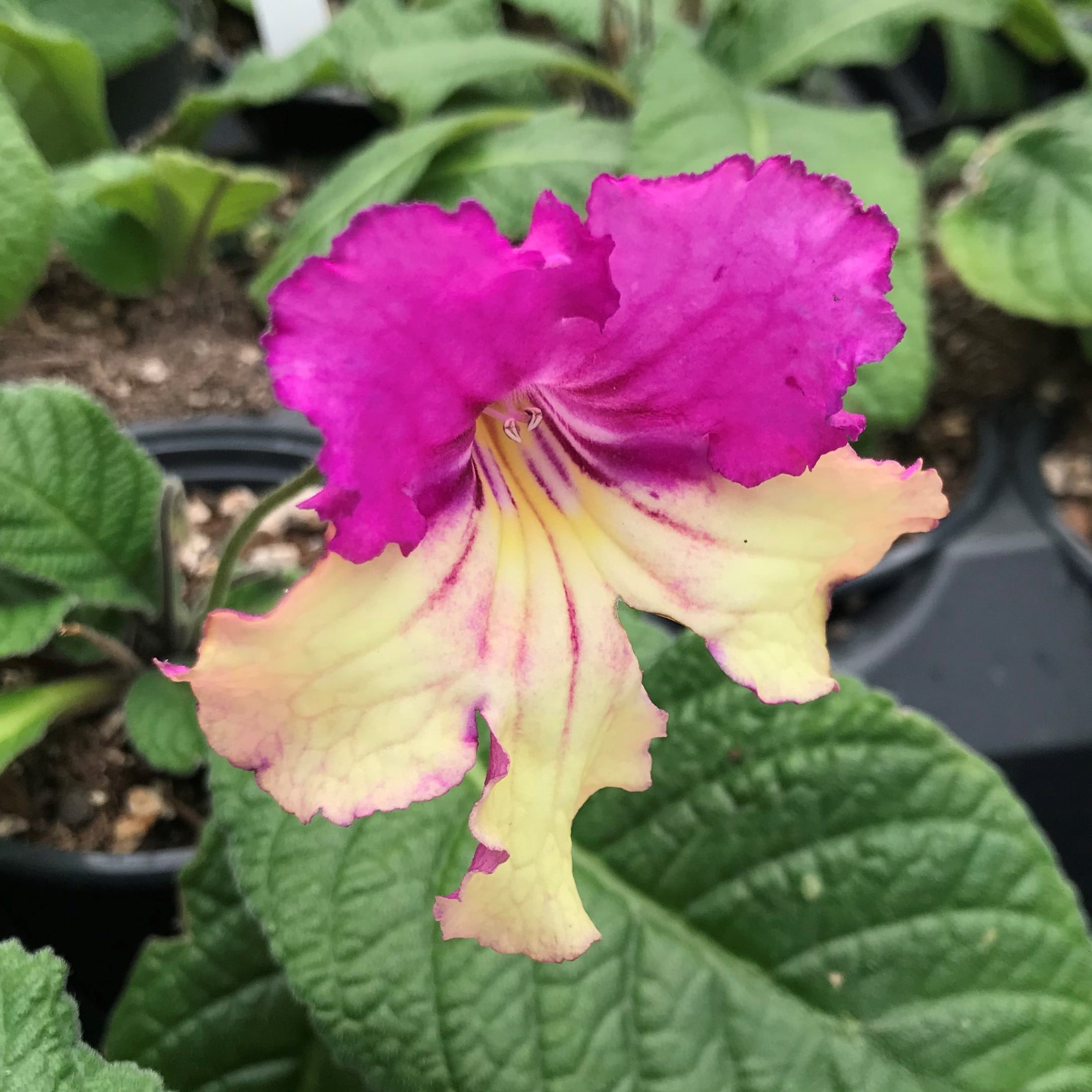 Streptocarpus Ladyslippers™ Yellow Pink Cap - Cape Primrose (4.5" Pot) - Image 2