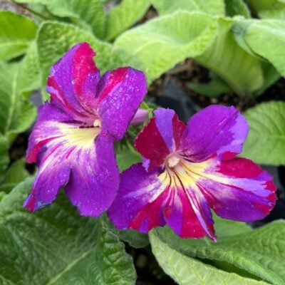 Streptocarpus 'Spin Art' - Cape Primrose (4.5" Pot)