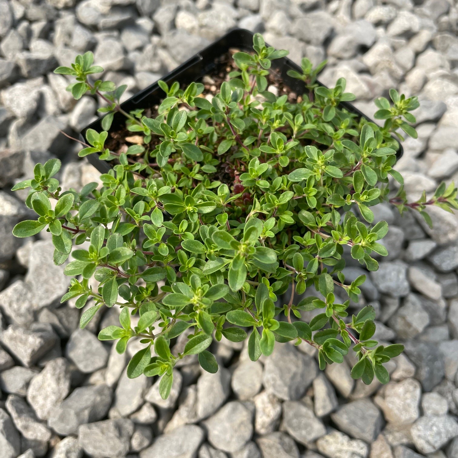 Thymus praecox 'Ruby Glow' - Ruby Glow Creeping Thyme (3.5" Pot) - Image 4