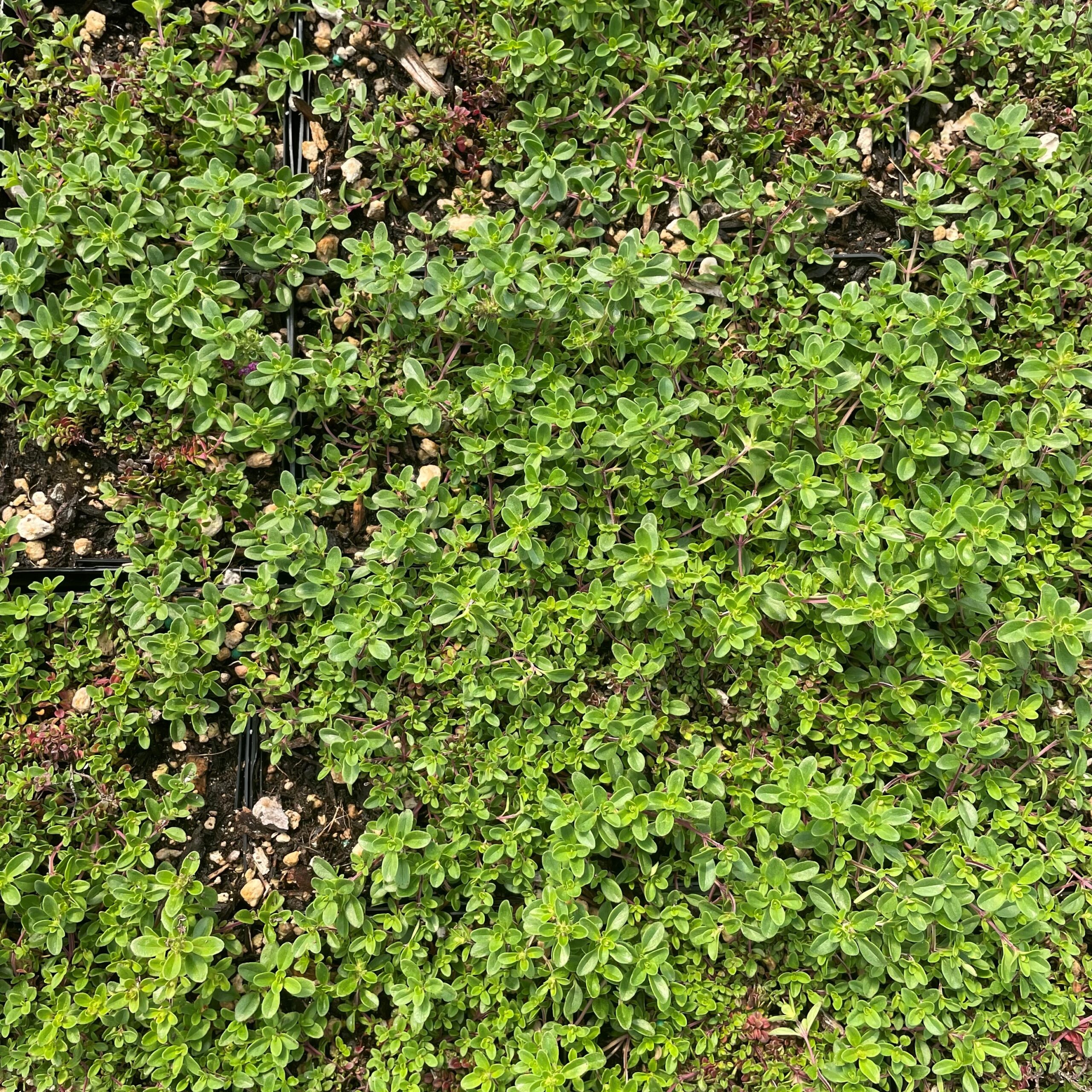 Thymus praecox 'Ruby Glow' - Ruby Glow Creeping Thyme (3.5" Pot) - Image 5