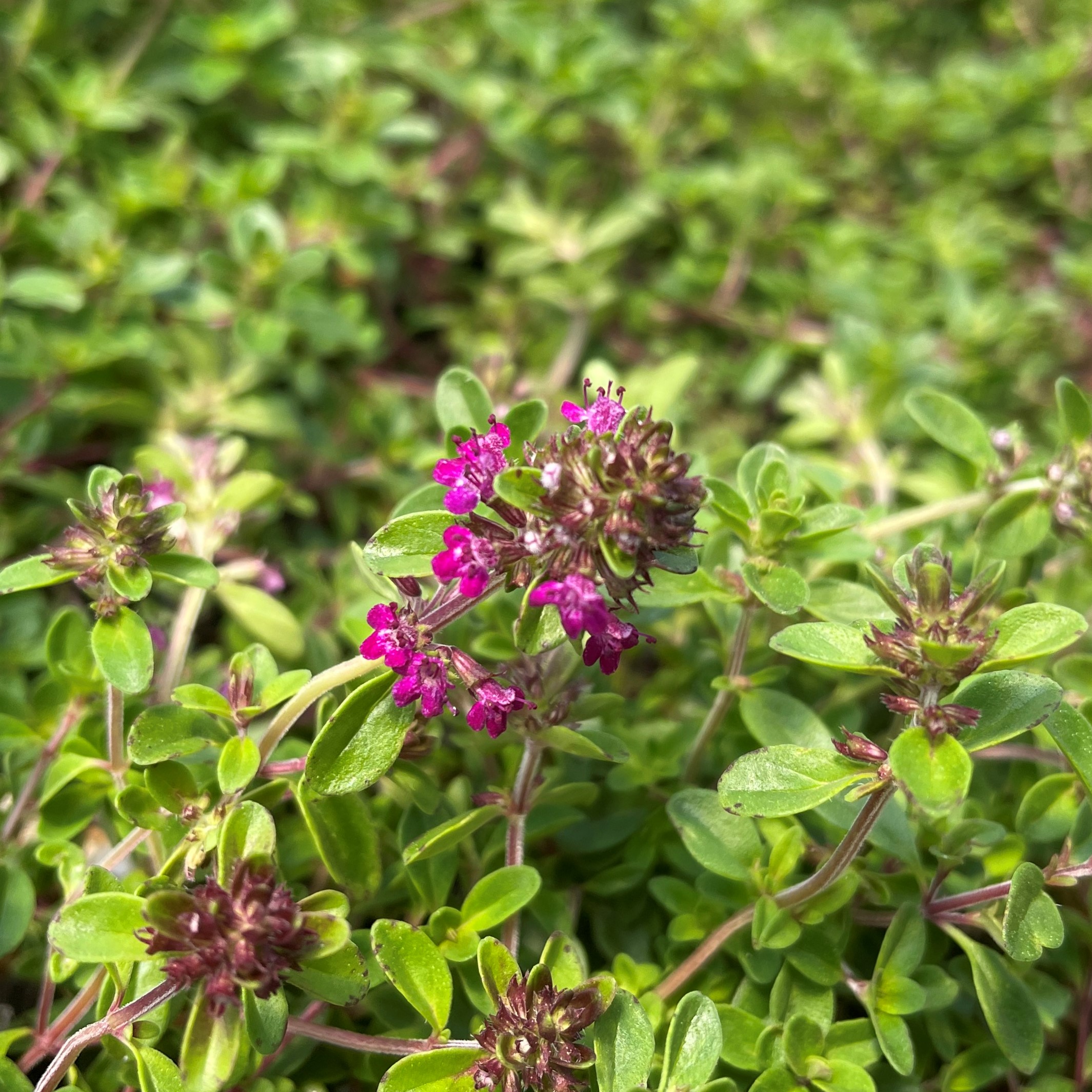 Thymus praecox 'Ruby Glow' - Ruby Glow Creeping Thyme (3.5" Pot) - Image 2